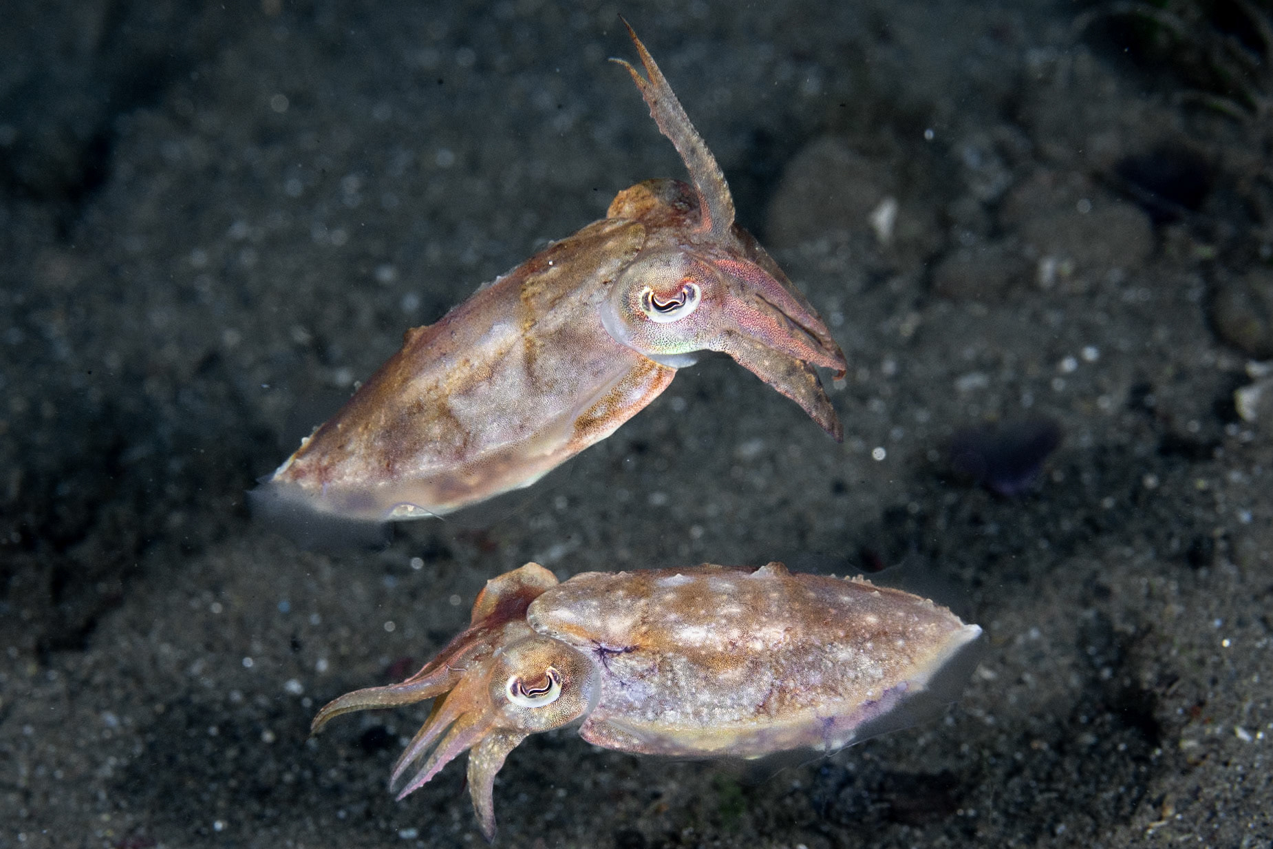 A pair of Cuttlefish who propel themselves by fins that span the circumference of their bodies. You just make out their fins near their rear ends.