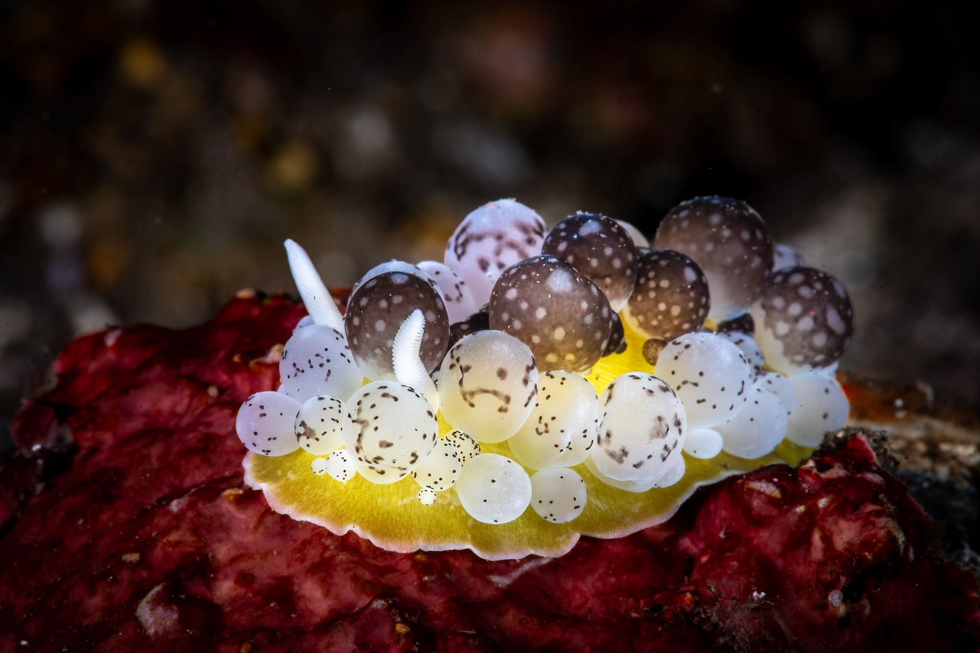 A Black-Balls Ceratophyllidia Nudibranch.The nudi is the size of a grain of rice.