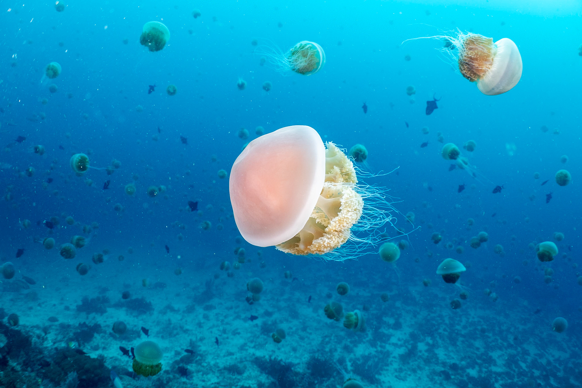 So Many! We were annoyed when our dive site was swarmed with Jellies, but I found they lit up nicely for photographs.