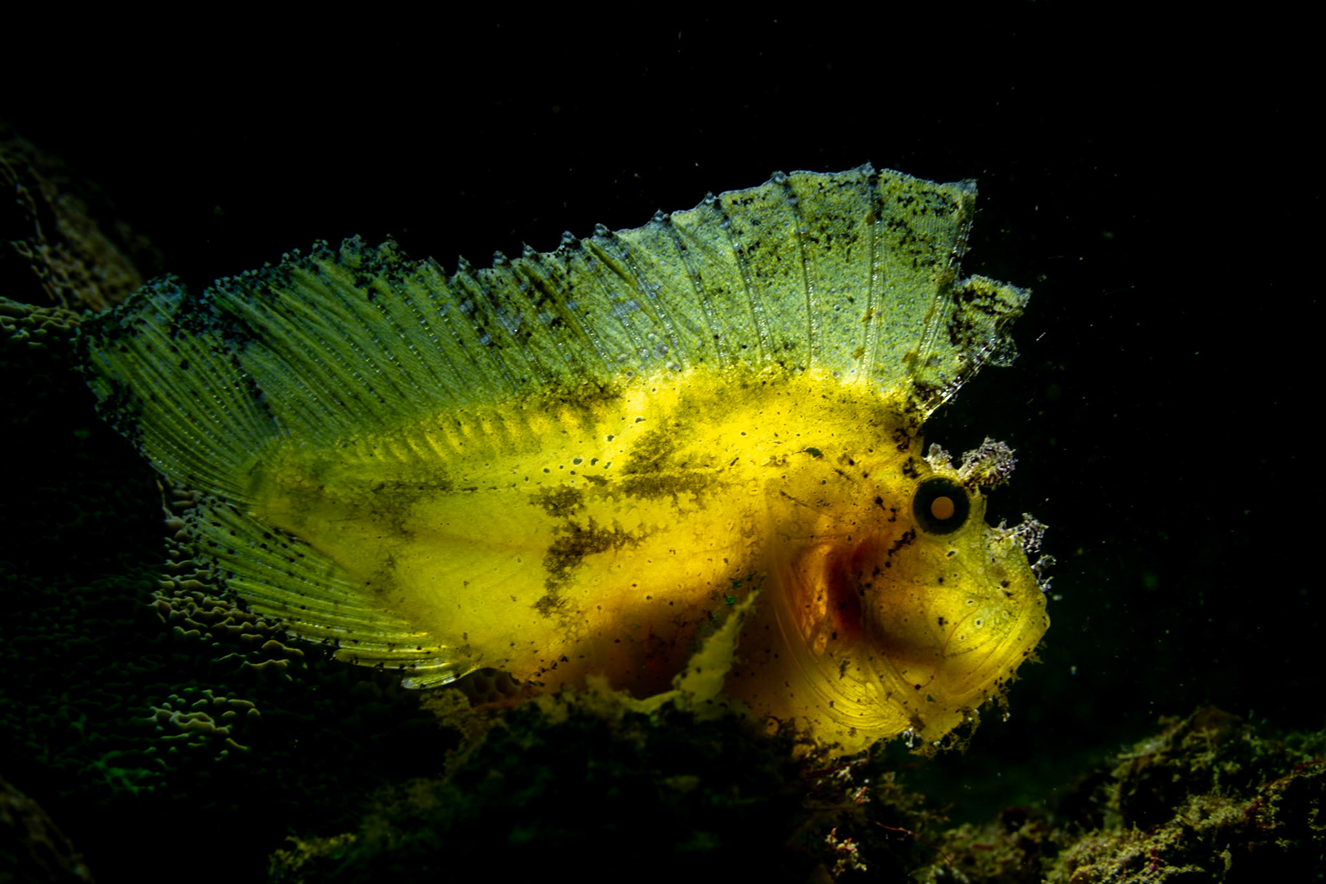 A Leaf Scorpionfish backlight with strobe to show the translucency. Tulamben, Indonesia. March 2024