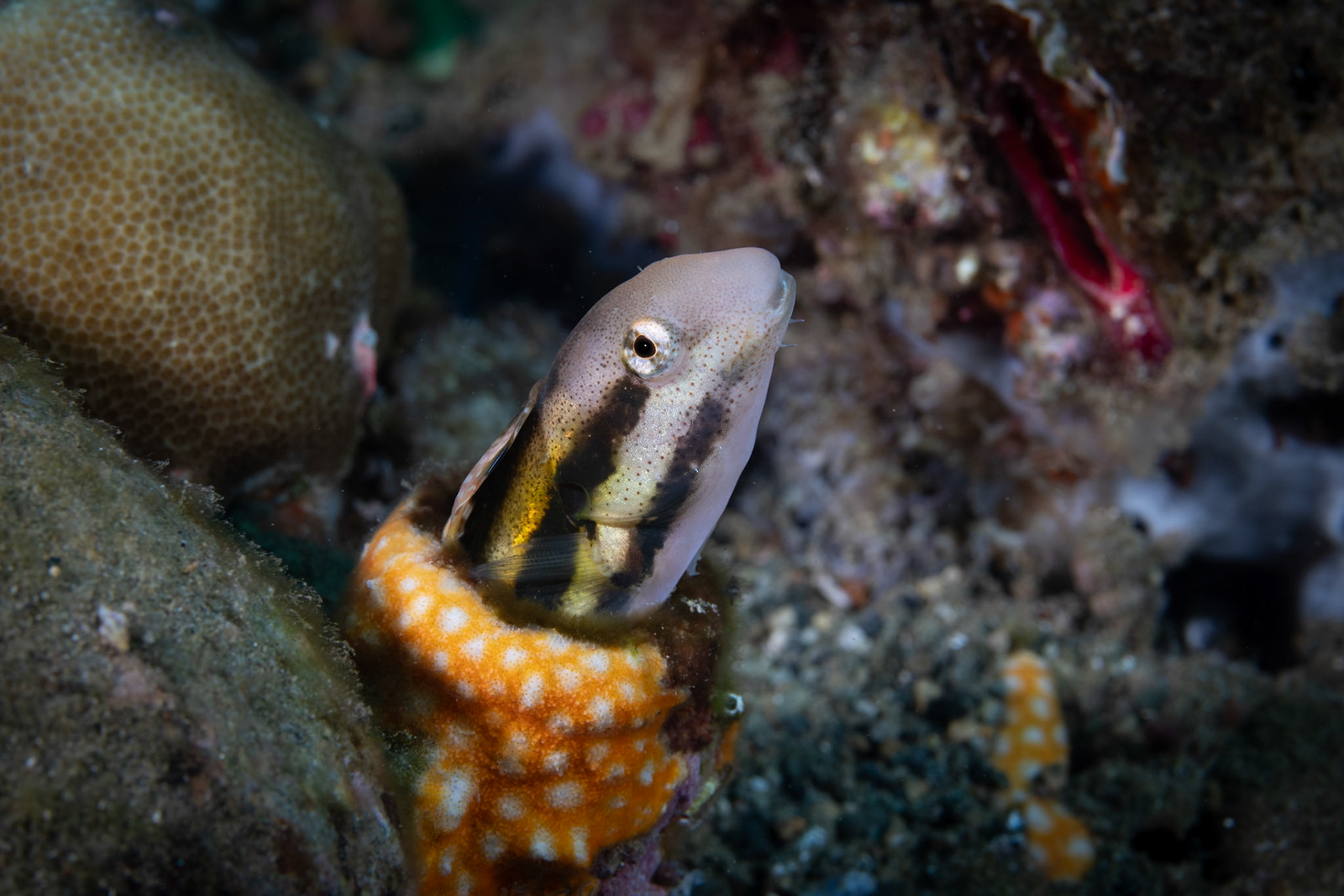 A Blenny sticking out of a hole in the hard coral. Blennies stay recalled in openings for protection.