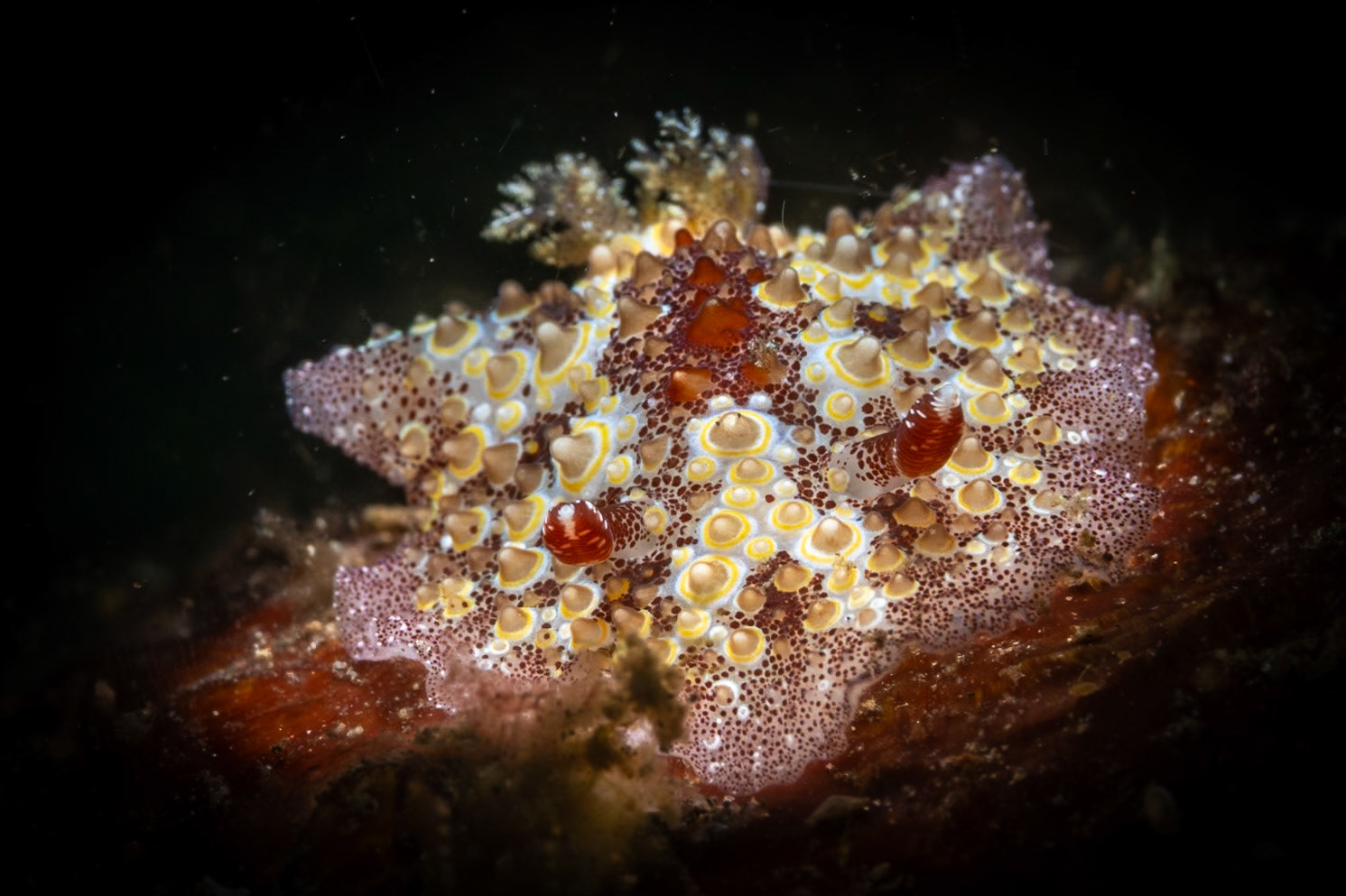 This flatter nudibranch resembles a sea star from this angle, and maybe why named a Starry Carminodoris.