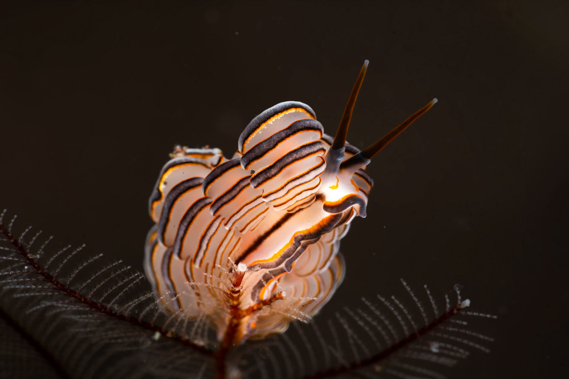 A donut doto nudibranch, Tulamben, March 2024