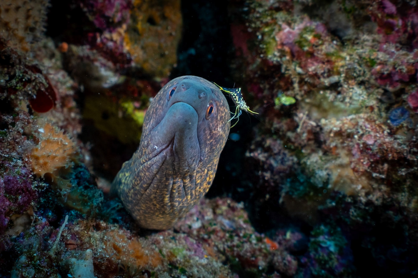 An Yellowmargin Eel and Clear Cleaner Shrimp perfectly posing.