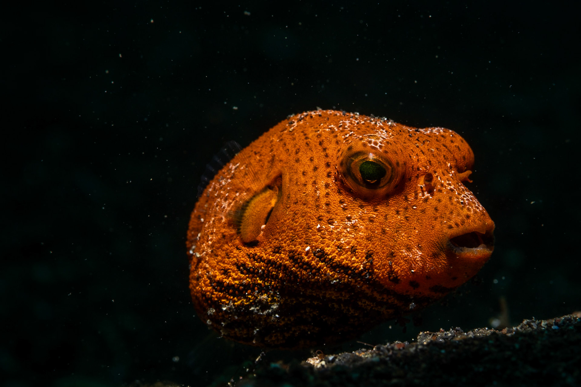 A juvenile puffer fish.