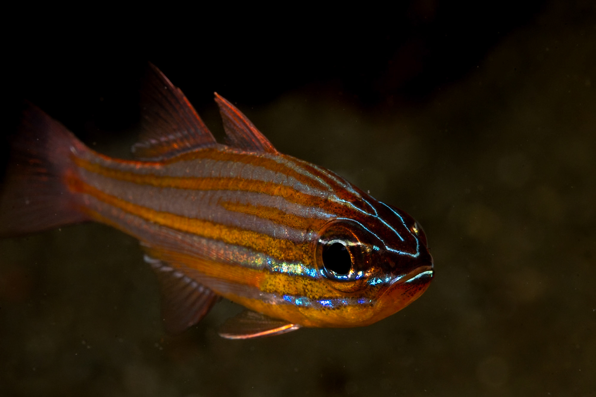 A nice portrait of a tough looking Cpperstriped Cardinalfish.