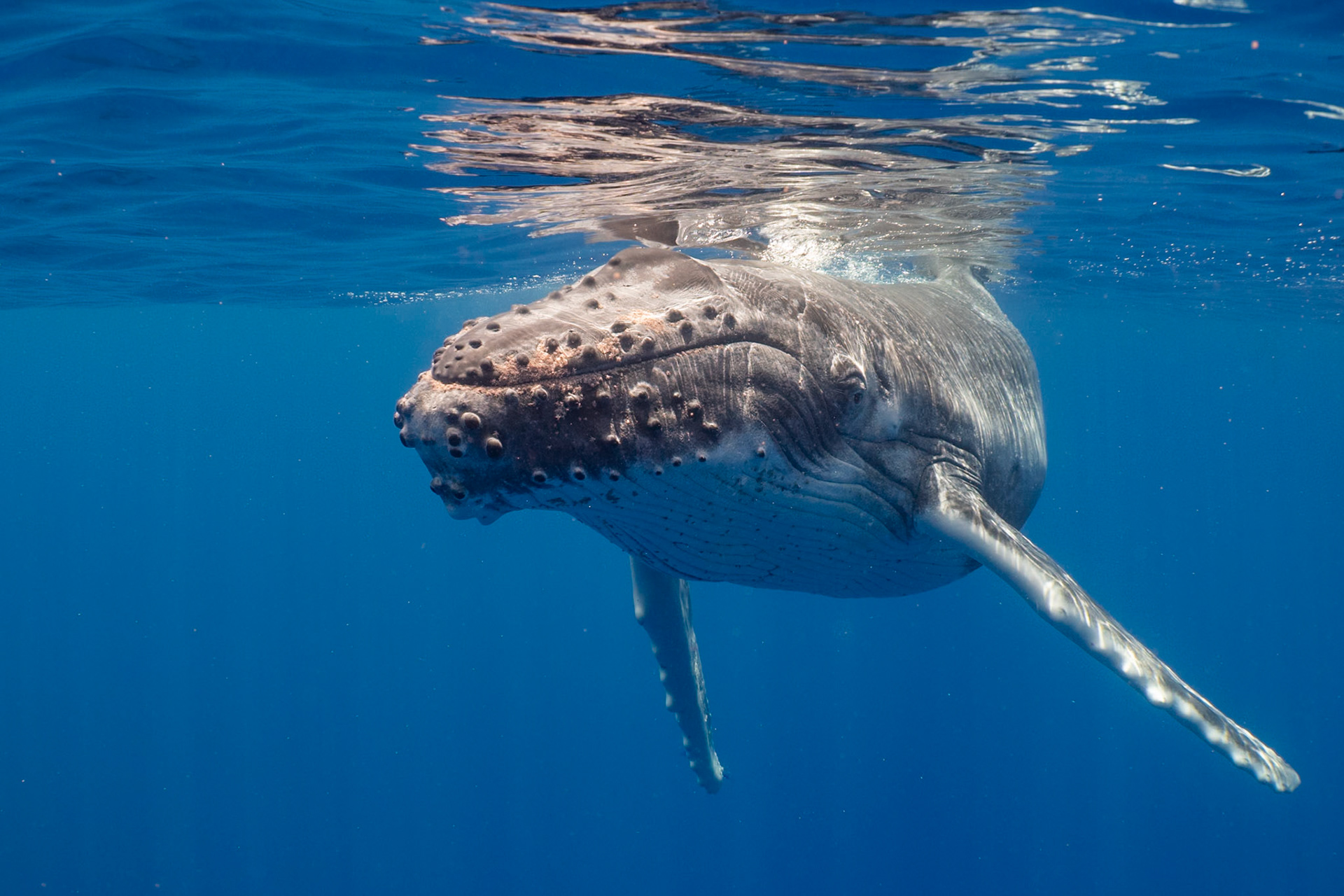 A baby humpback whale sleeping on the surface. Moorea, French Polynesia. October 2018