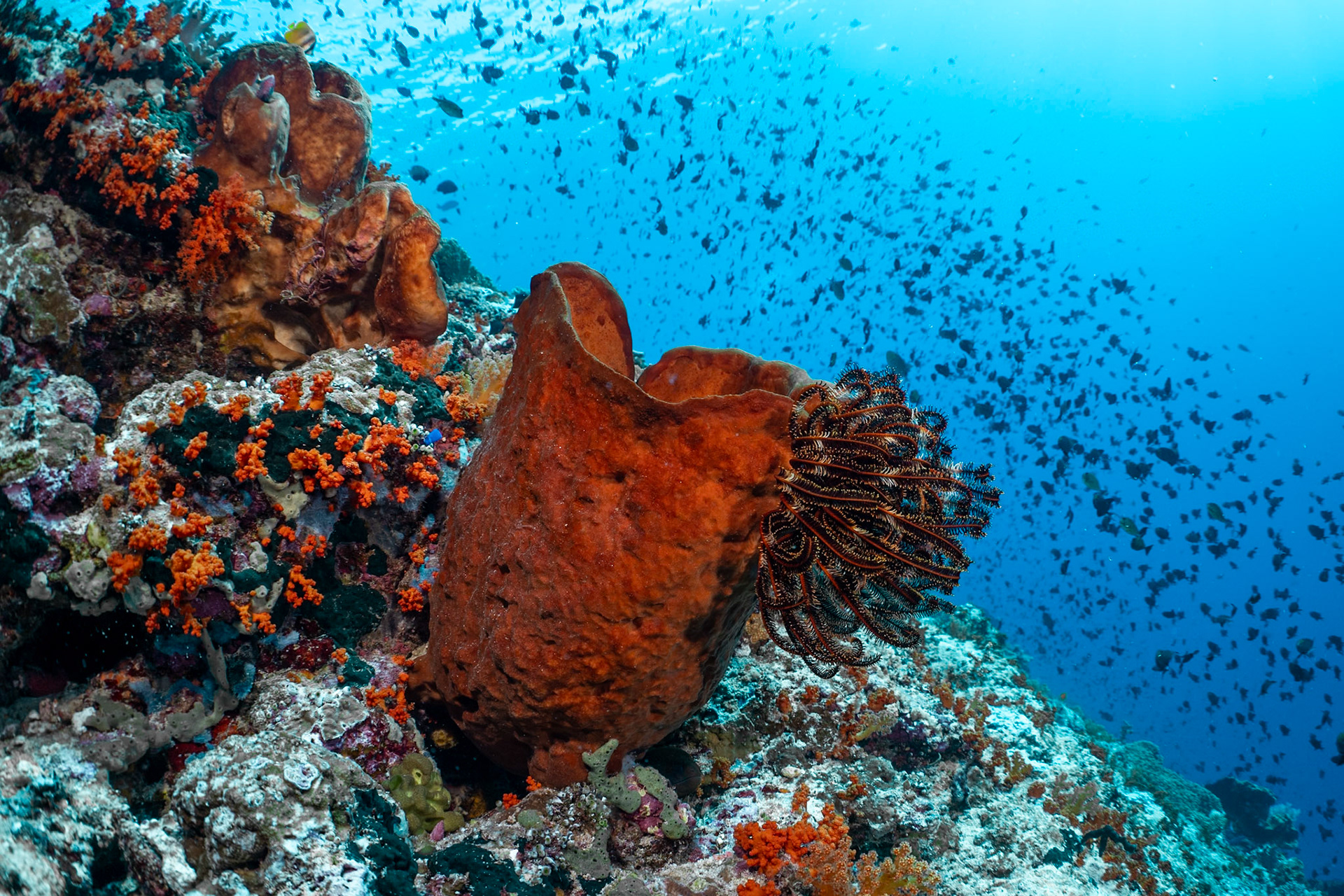 Banda Sea full of Red Toothed Triggerfish, large sponges hundreds of years old and orange soft corals.