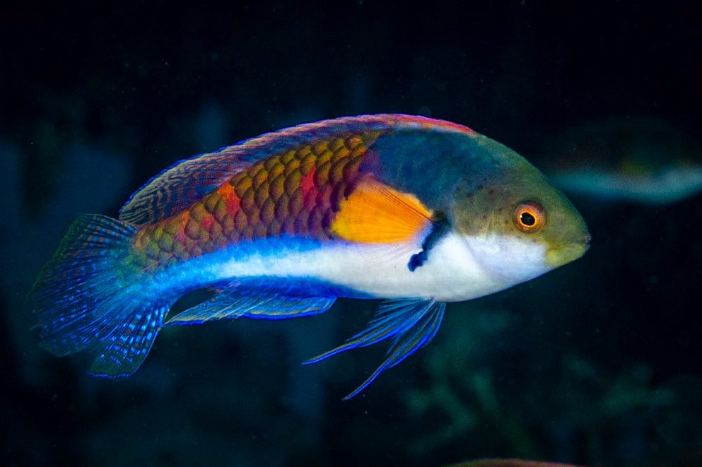 a Yellowflanked Fairy Wrasse whose color exploded with strobe light. Dumaguete, Philippines, July 2023