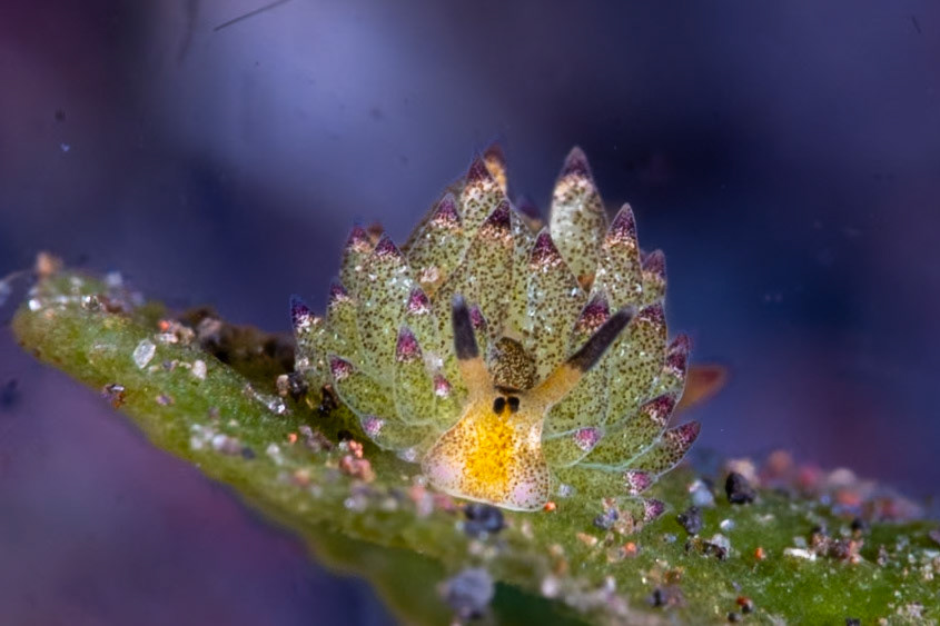 The Leaf Sheep nudis were the highlight of teh trip for me. Many are included.
