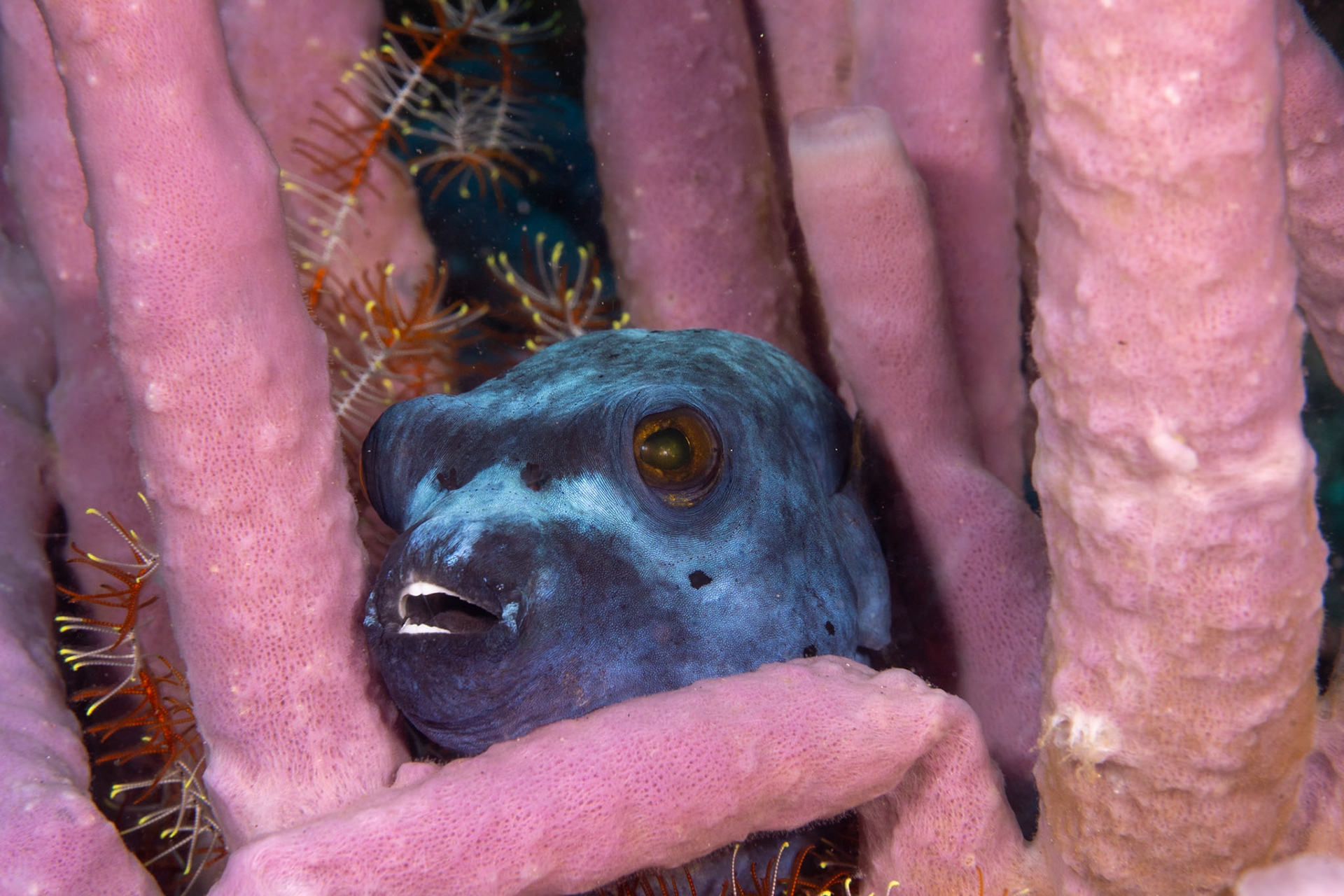 A pufferfish resting in some tubular sponges. Her color matched the sponges closer to my eye at teh time, so appartently on example of metamerism.