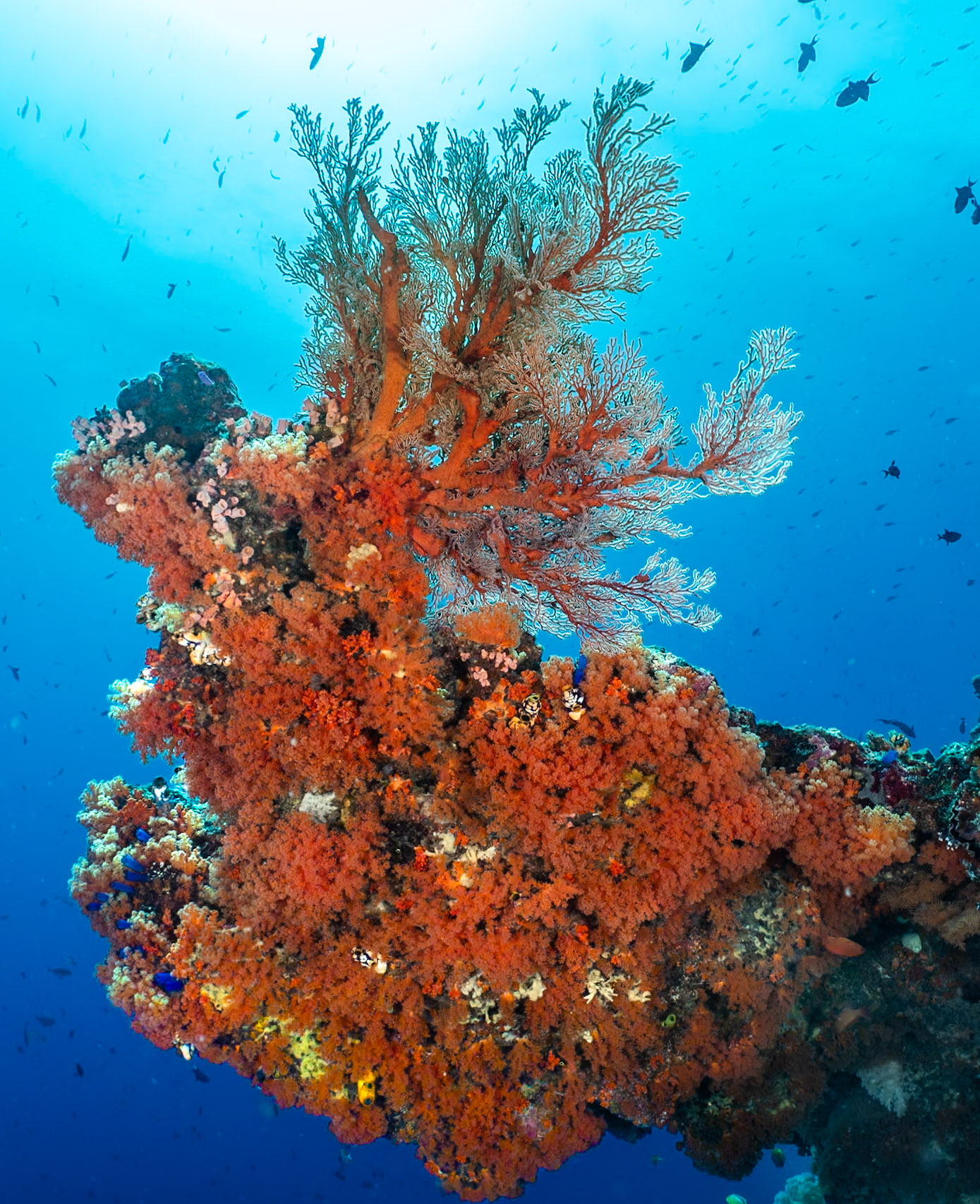 A lovely coral tree on this outcropping from the reef wall.