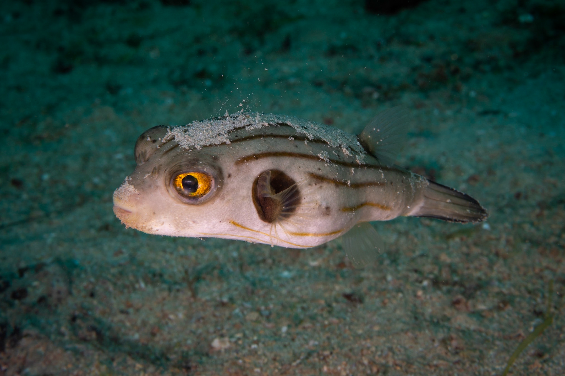 Striped Puffer Trying to hide?