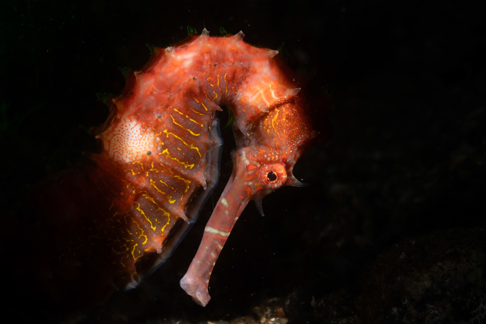 a Longsnout Seahorse in profile with dramatic lighting.