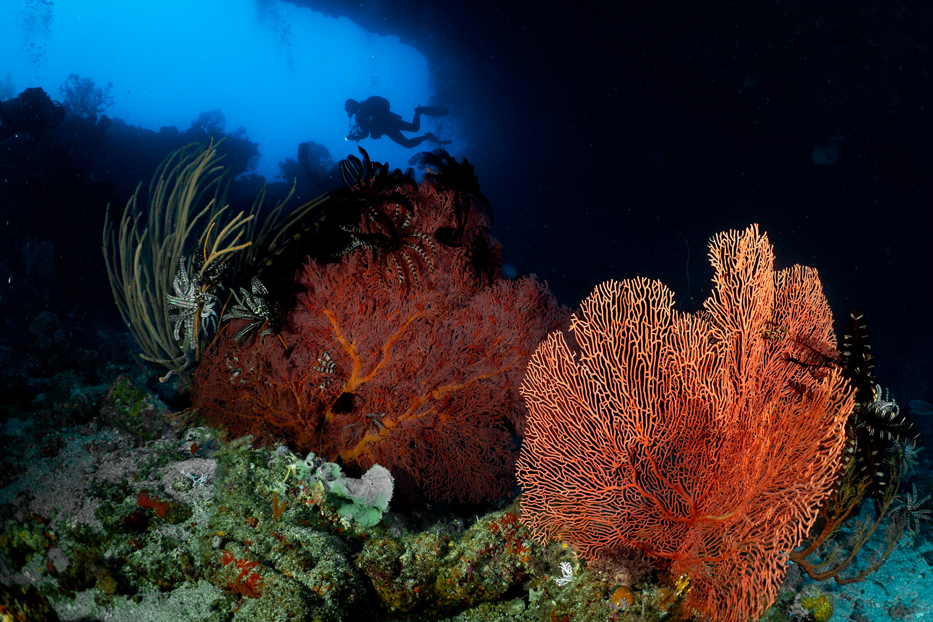 An underwater pass-thru in Ambon, Indonesia, December, 2023
