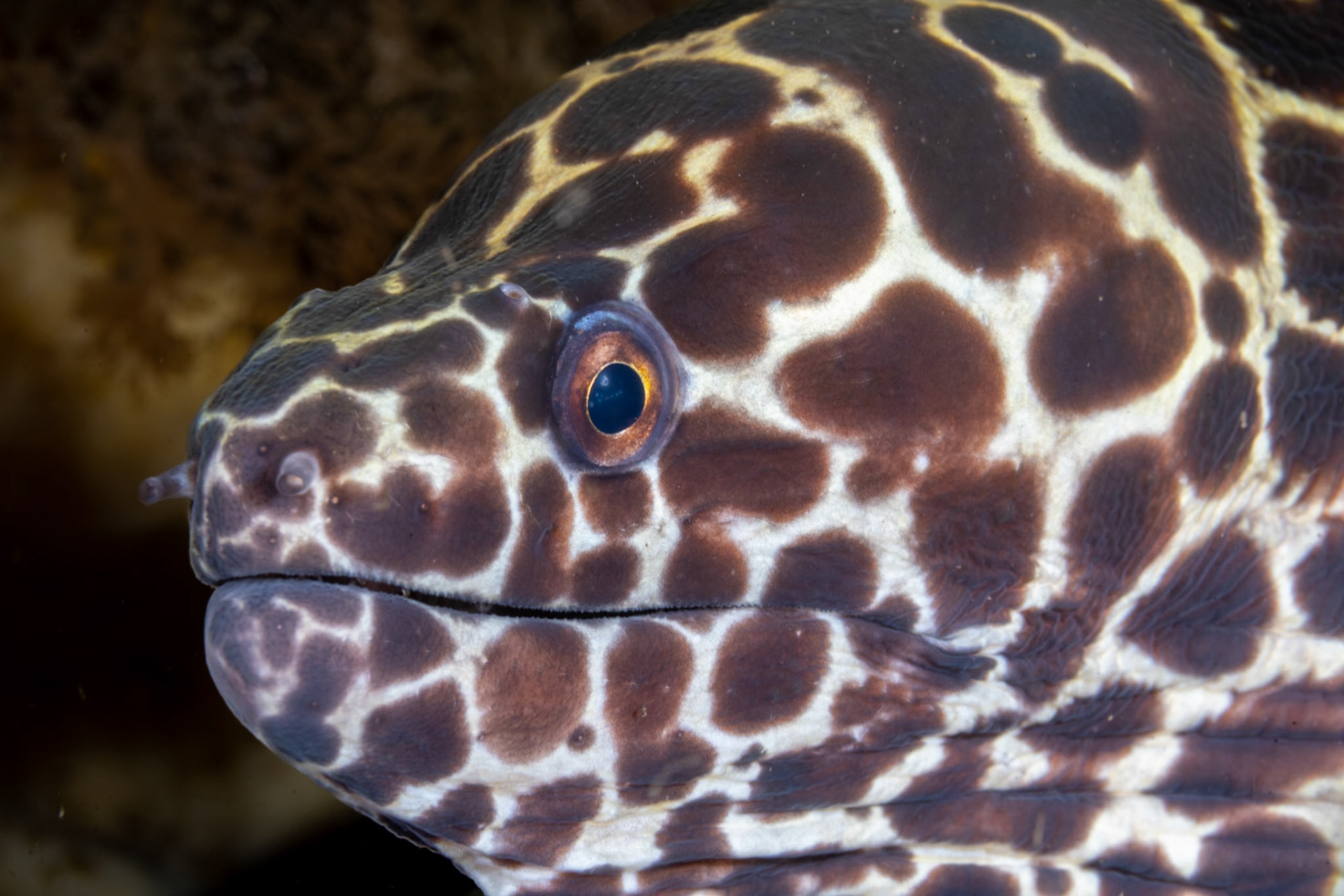 I love tight protraits of sea creatures, like of this Spotted Moray Eel.