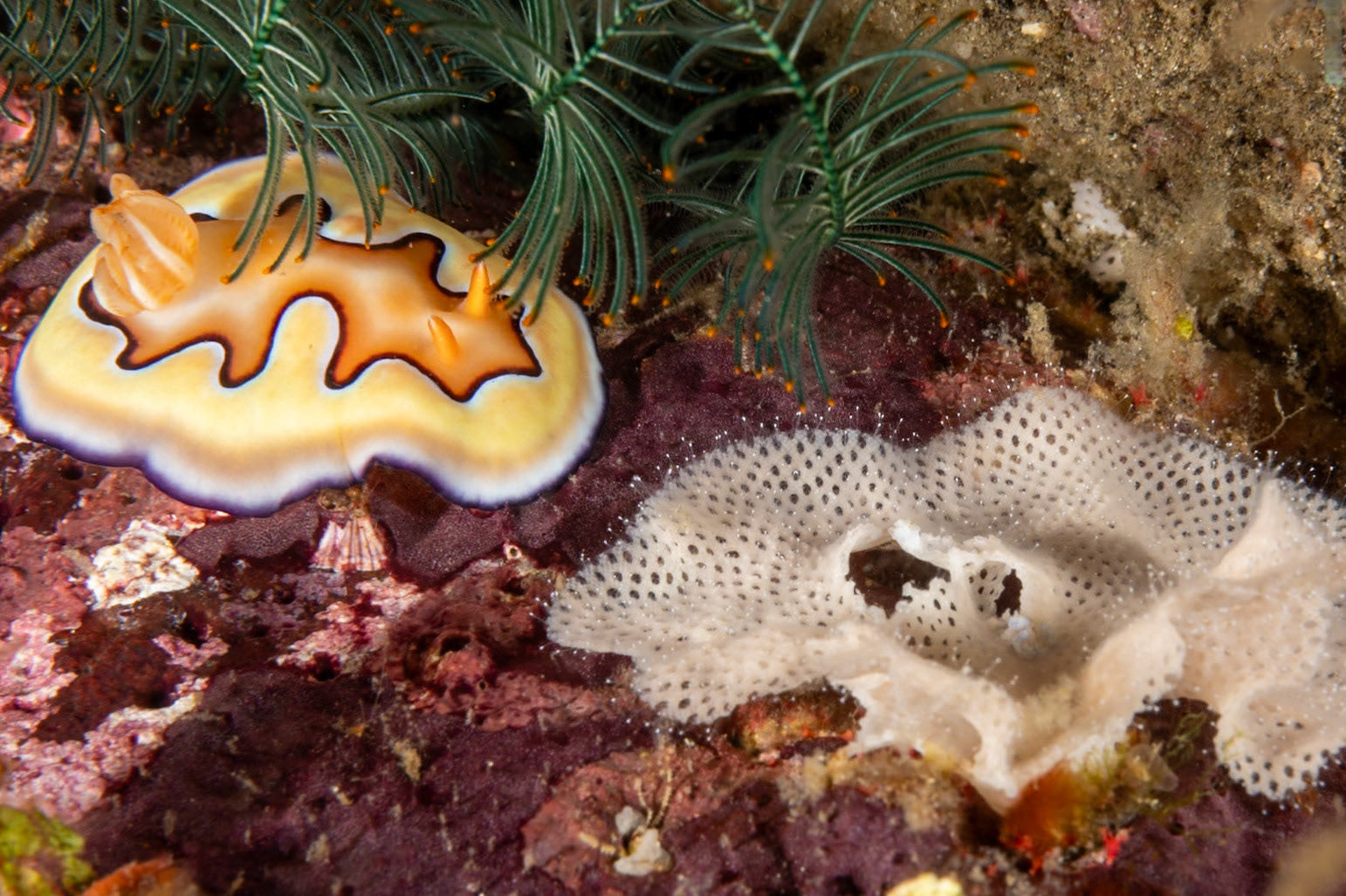 The designs and colors of nudibranch never cease to amaze--with eggs on right side of photo.