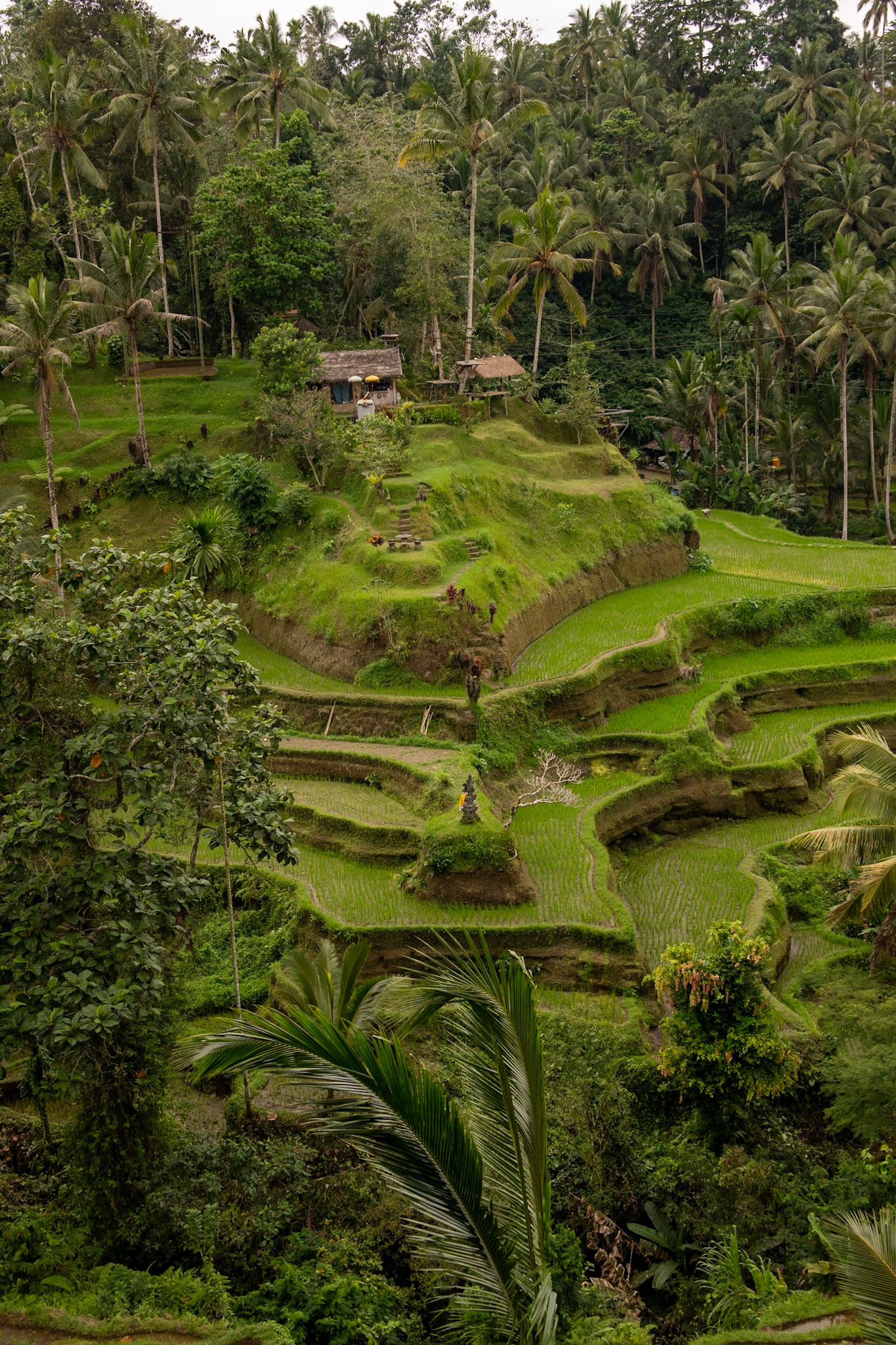 Rice paddy terraces.