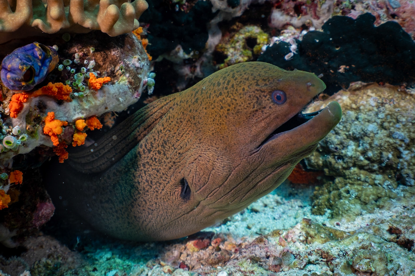 A Giant Moray Eel popping out of the reef.