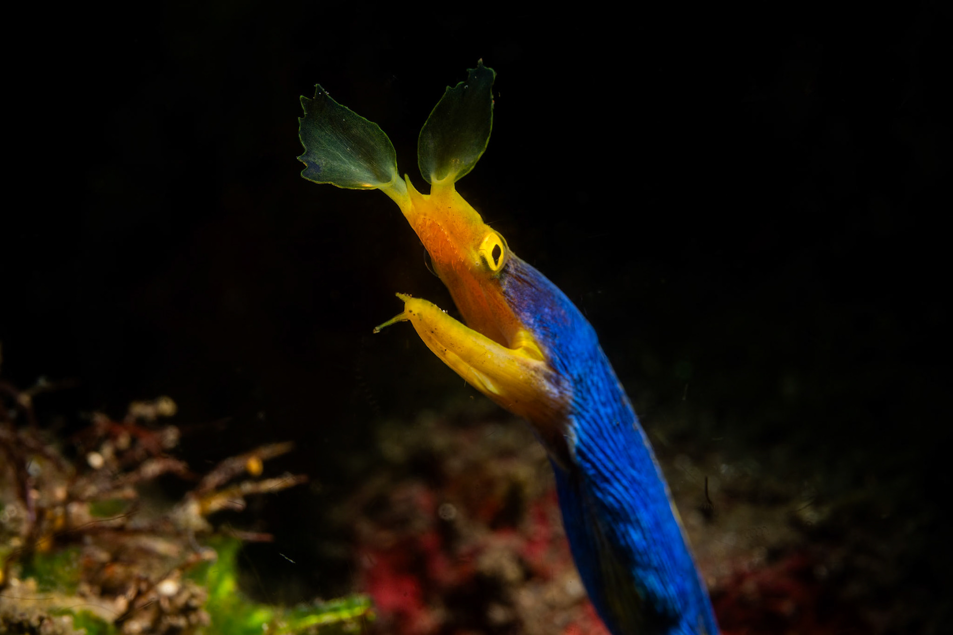 a Ribbon Eel up close with top lighitng to show off her flared nostril openings.