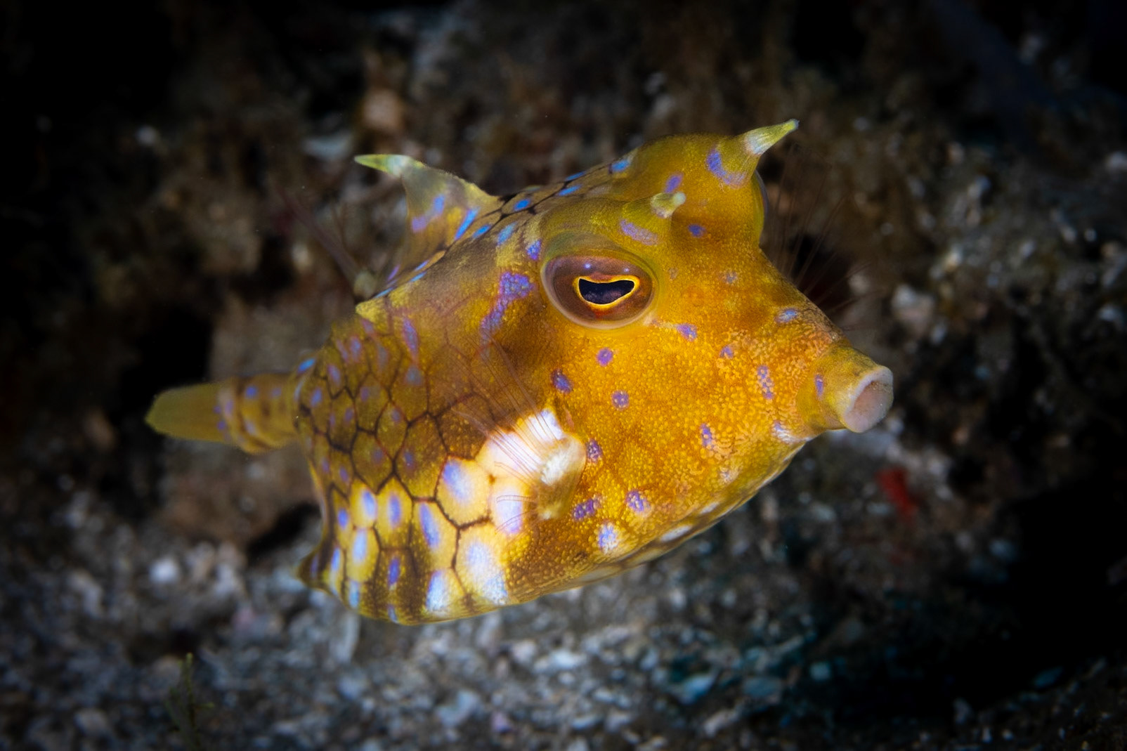 A Thornback Cowfish--see the thorn on her back? Also thorns above each eye? They feed by blowing the sand around looking for invertebrates. Talk about adaptation, with the vacuum cleaner mouth pointing down and the flat bottom belly to get close to the sea floor!