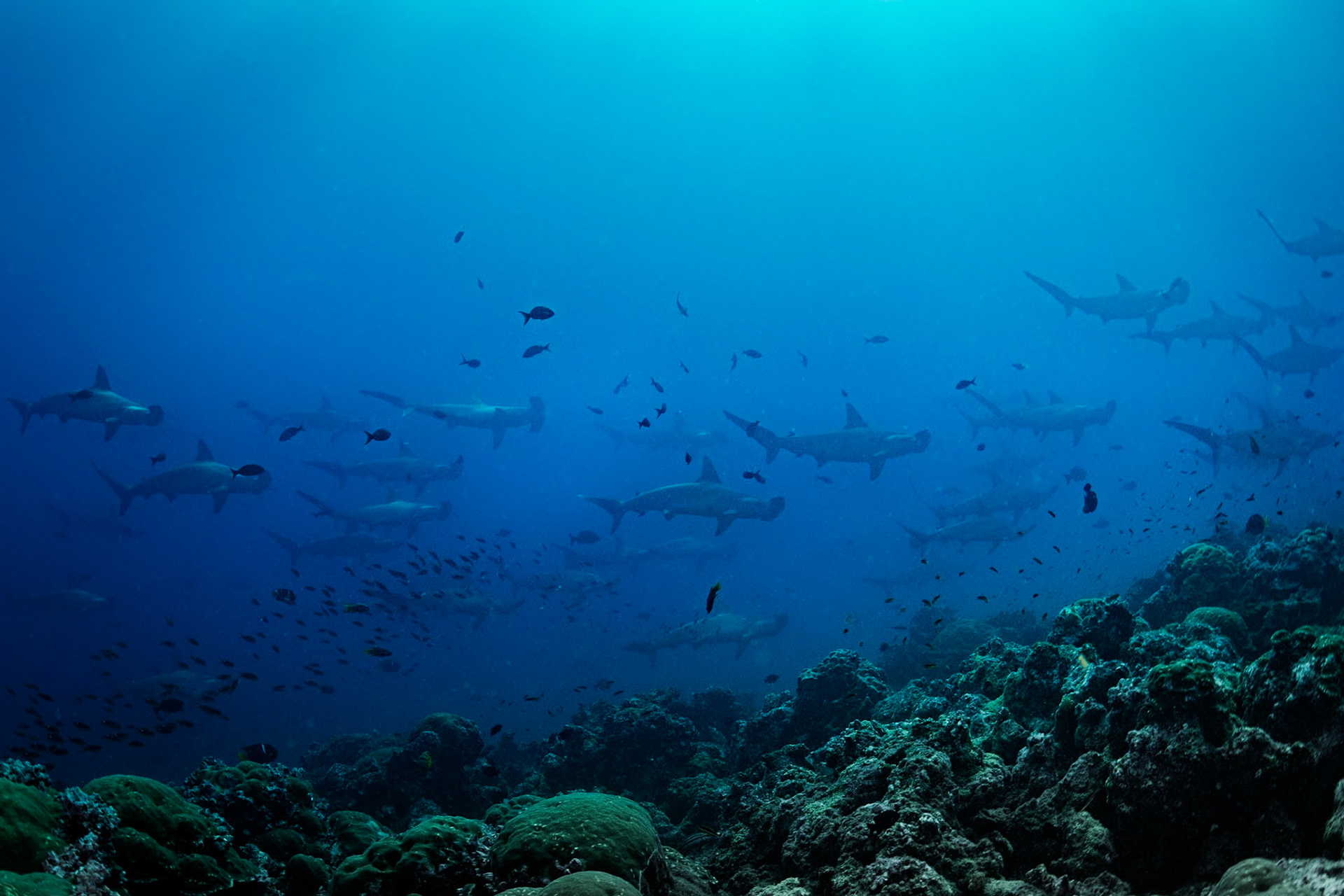 A school of Hammerhead Sharks in the distance.