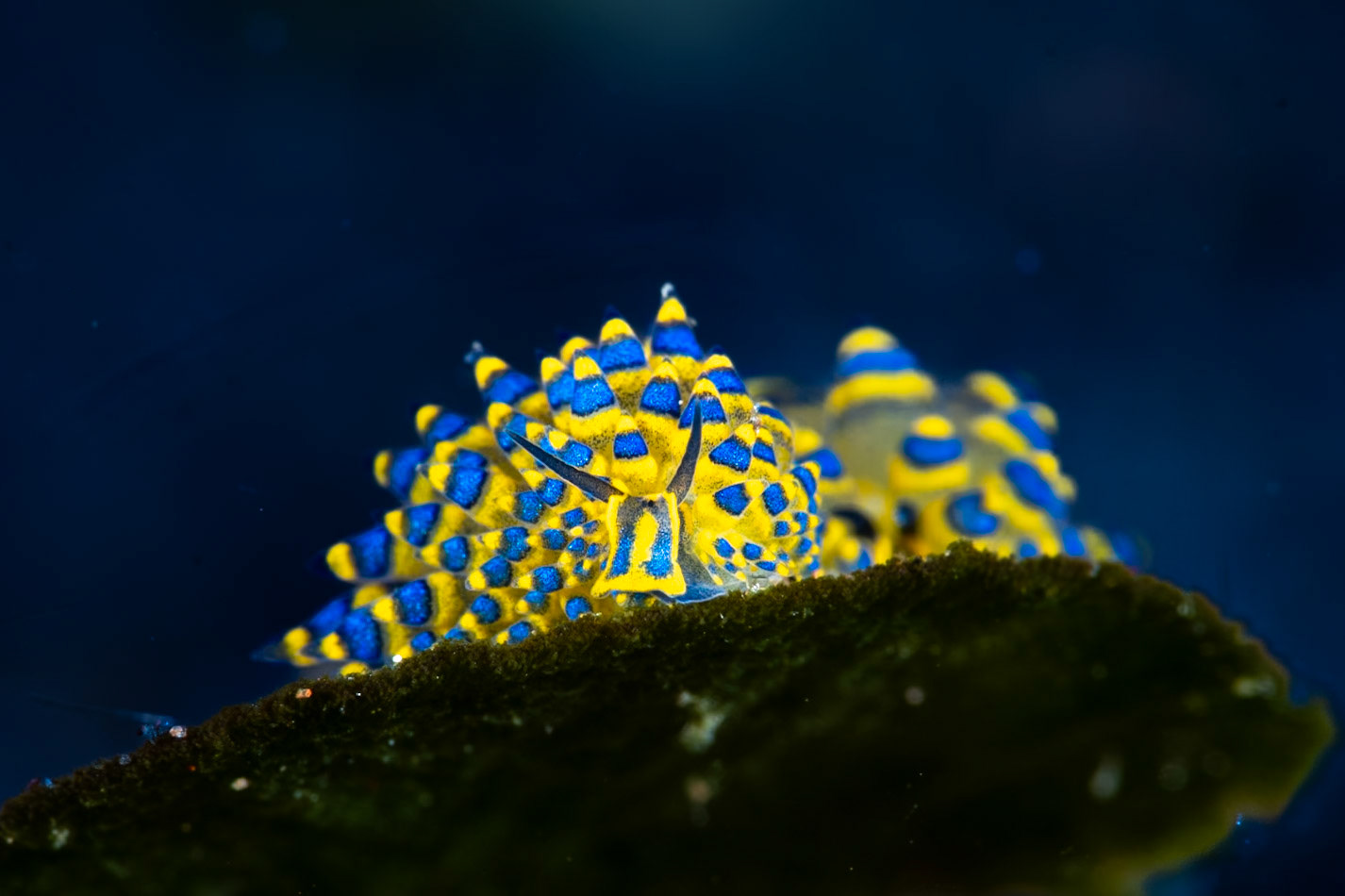 A Leaf Sheep nudibranch. Tulamben, Indonesia, March 2024