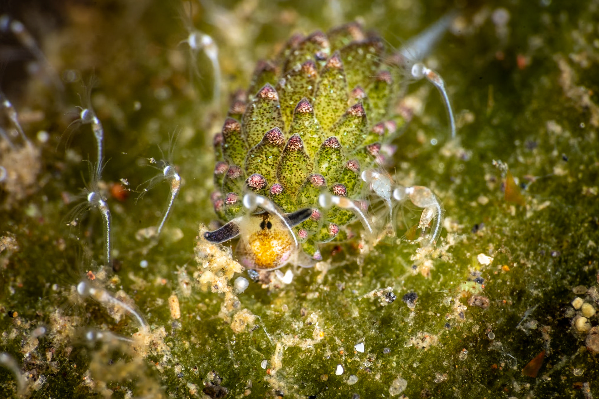 A super cute Leaf Sheep nudibranch grazing among the growth on a leaf.