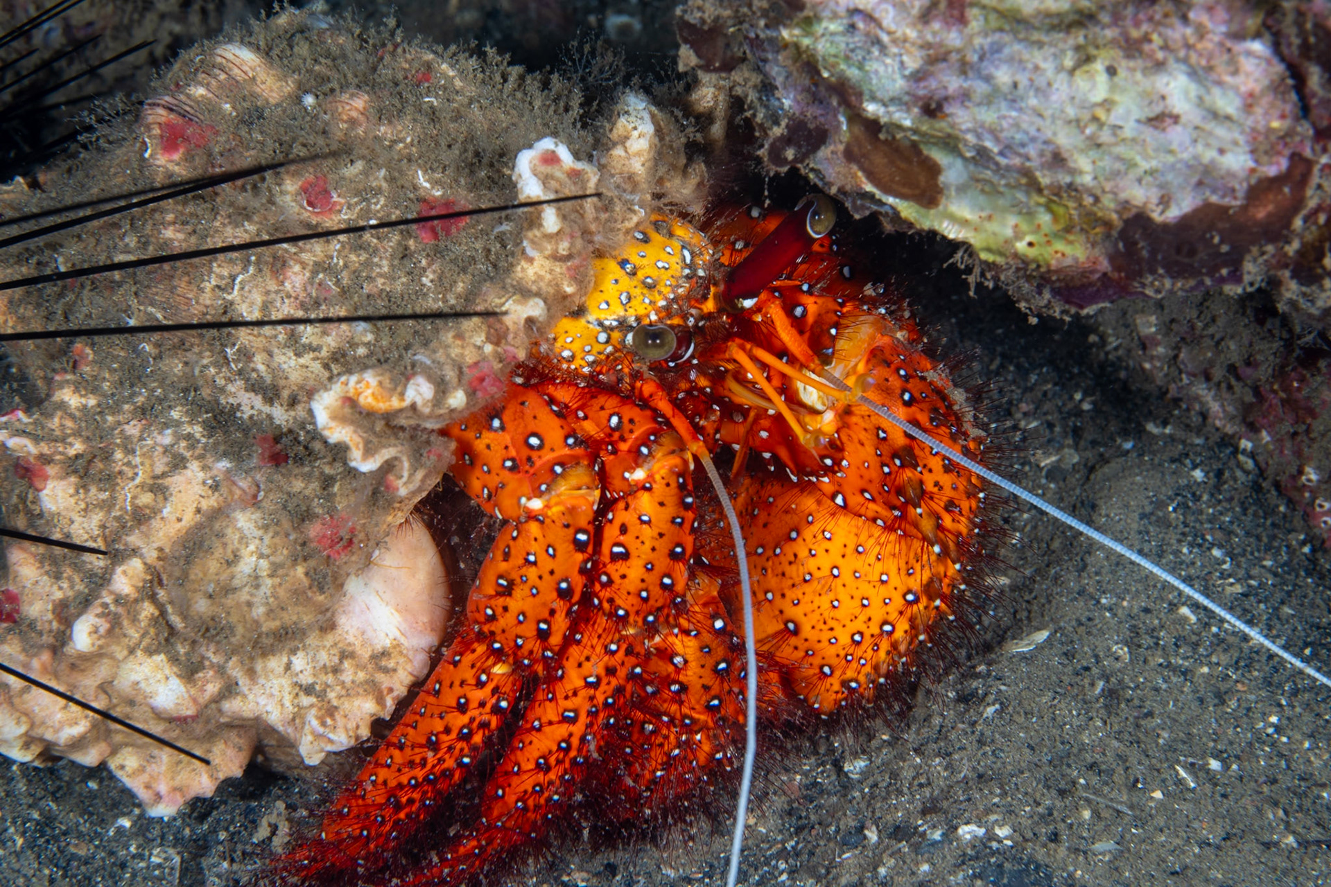 A White Spotted Hermit Crab out during a night dive in the Banda Sea.
