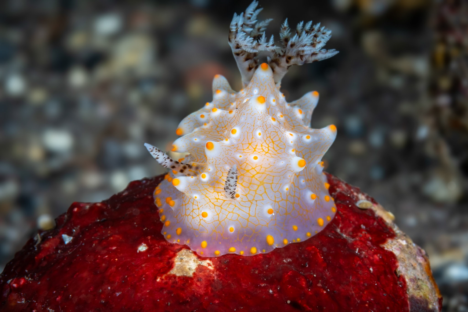The mesh of orange lines and dots are very attractive on this Batangas Halgerda nudi. (I hope i'm never asked to name these nudibranchs without guide book in my hand.)