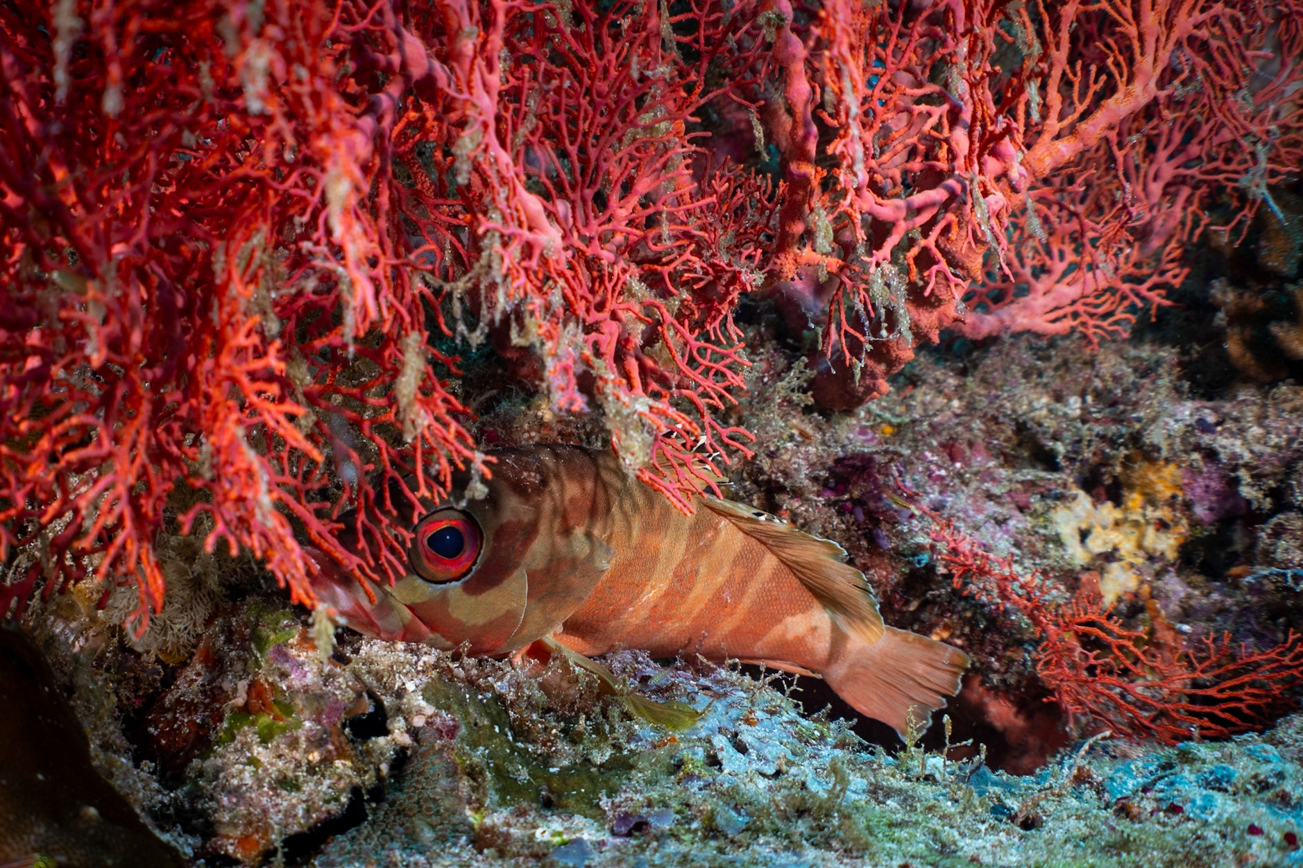 A little Blacktip Grouper playing hide and seek.