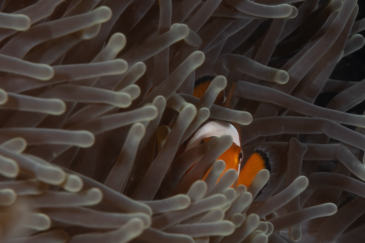 Clown or Anemonefish like to play peekaboo in their host anemones.