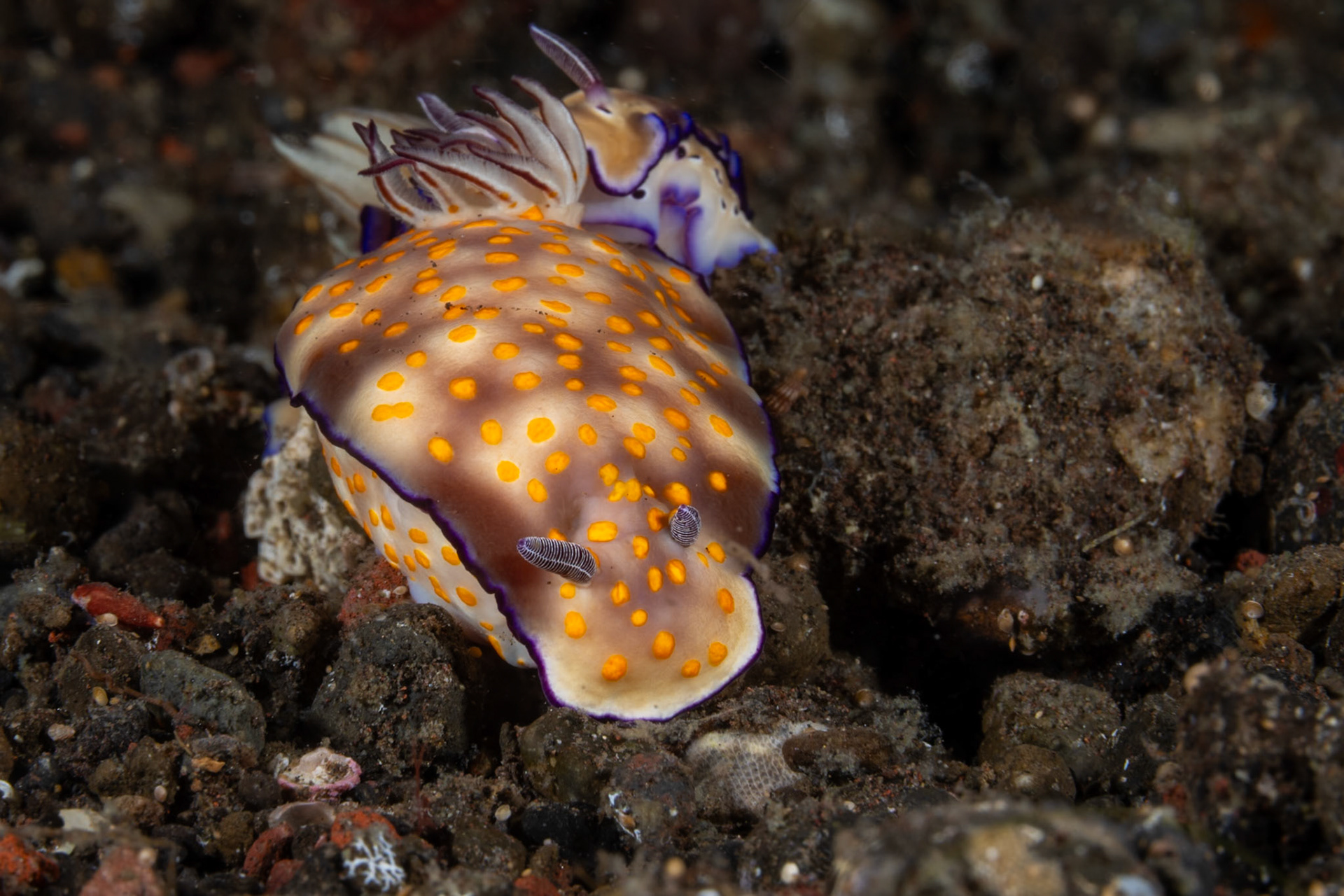 A pair of Nudibranchs--note one following.