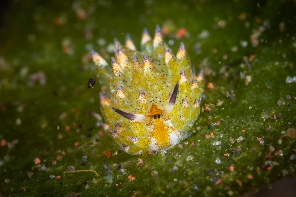 The Leaf Sheep nudis were the highlight of teh trip for me. Many are included.