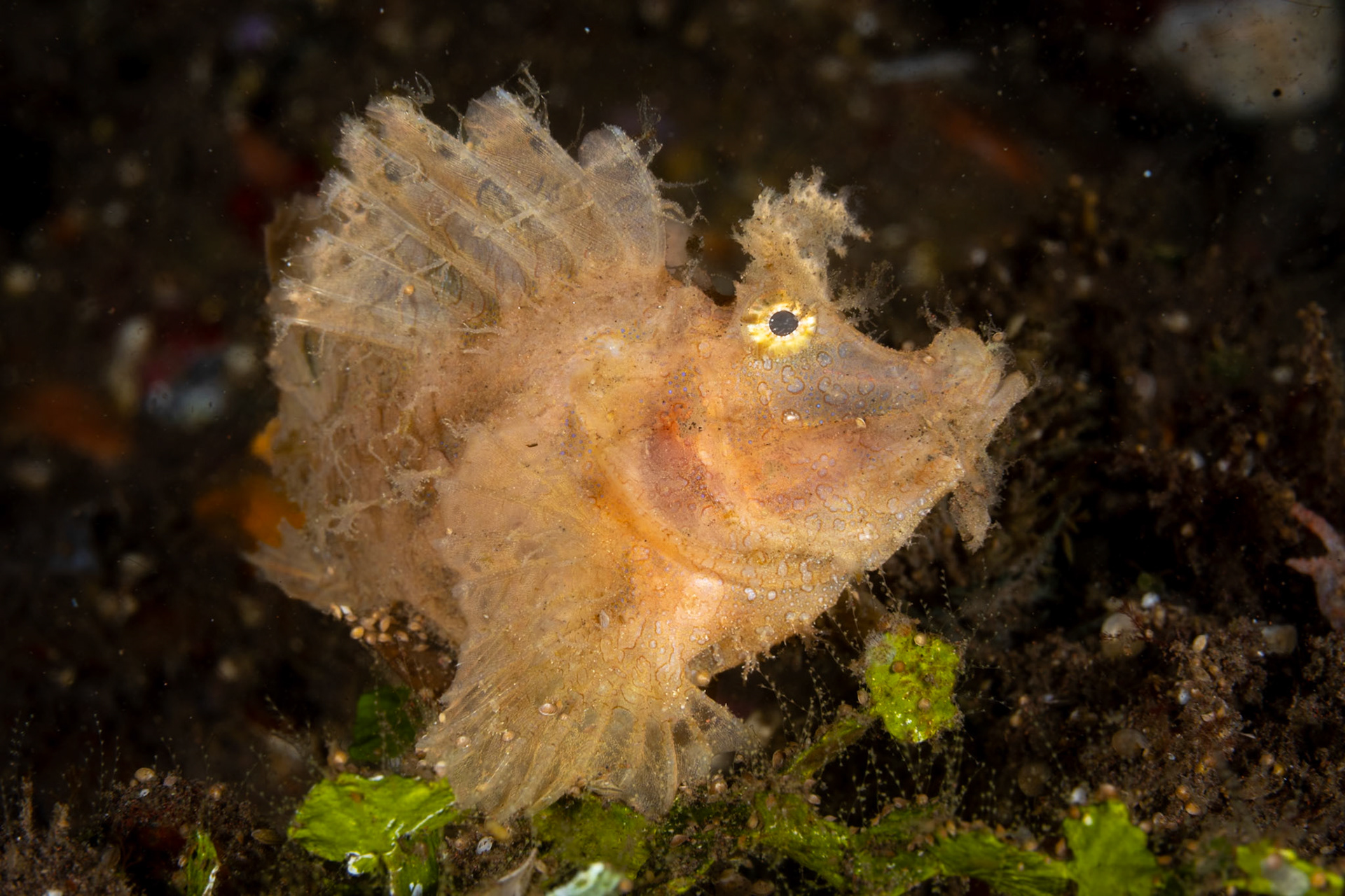 An Ambon Scorpionfish, unlike most fish with sleek bodies for moving effortlessly through the water, has a very ragged shape. The photo is at eye level looking nearly straight on to her head. Presumedly, her shape allows better blending with the environment, and as a bottom dweller, and, as a bottom dweller, doesn't need sleek hydrodynamics.