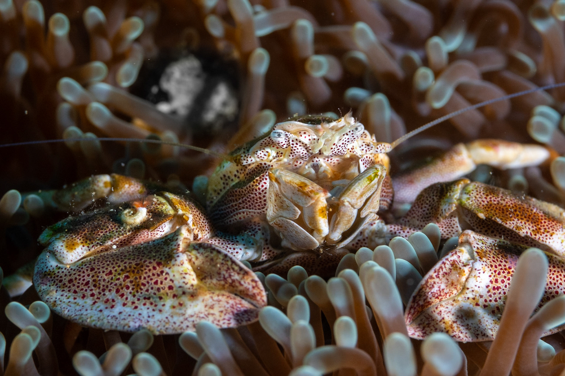 A tiny Porcelain Crab on an anemone. Note the diamond-shaped iris' in the eyes near the top of the head.