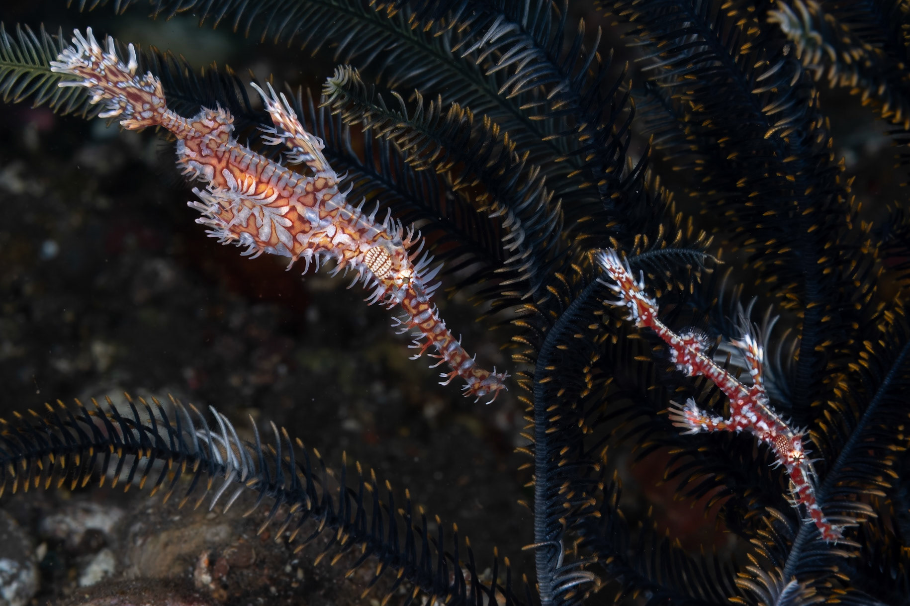 A pair of my favorite--Ornate Ghost Pipefish. They are usually found hanging around a crinoid as the case here. The crinoid provides protection and camoflaege. The crinoid, by the way, is also an animal and not a plant.