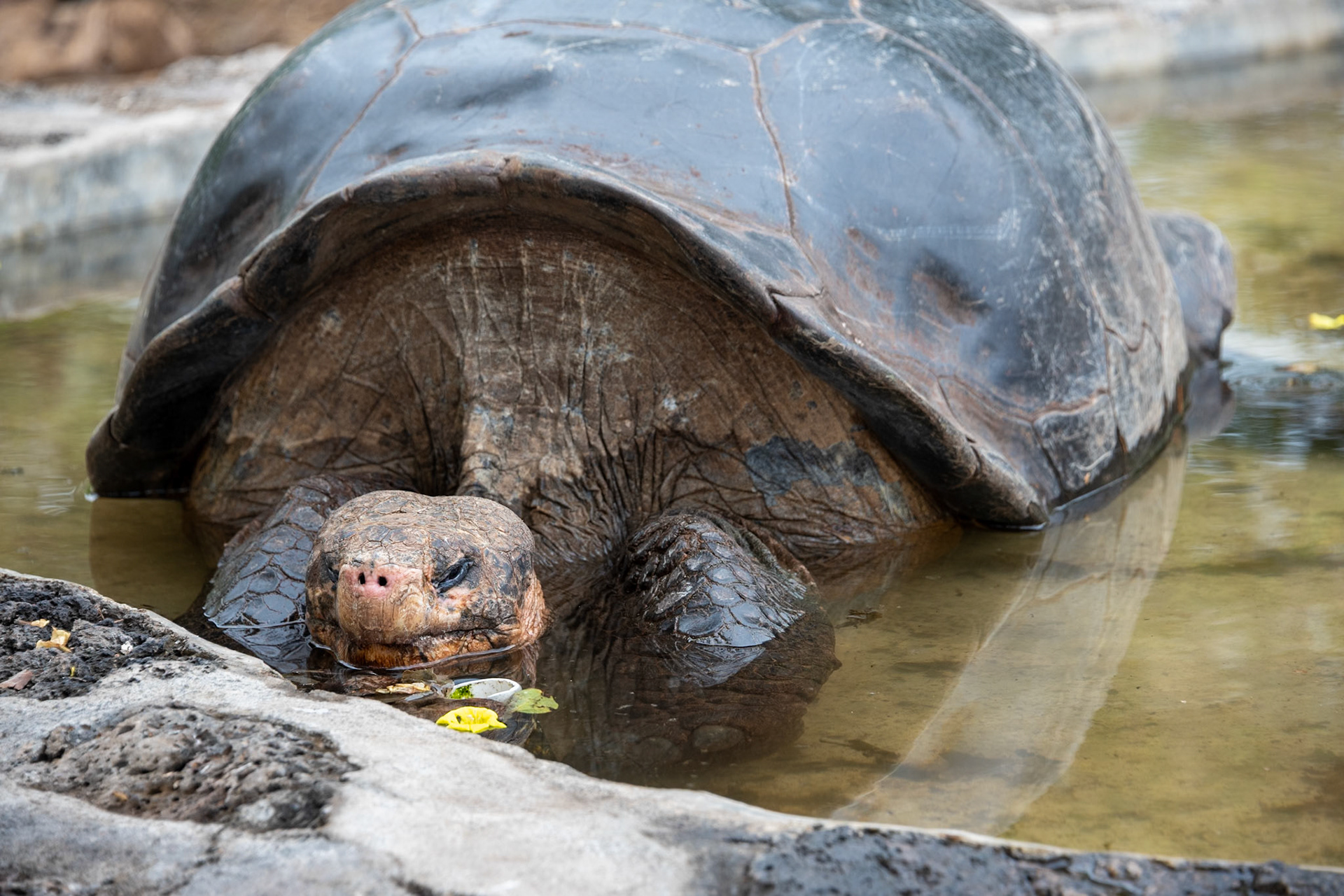The different islands in the Galapagos developed Tortoises with unique shell shapes. Twelves shapes have been identified and another four of extinct species. For example:  Pinta Island, Intermediate shell; Hood Island, Saddle-backed shell; Isabela Island Dome-shaped shell