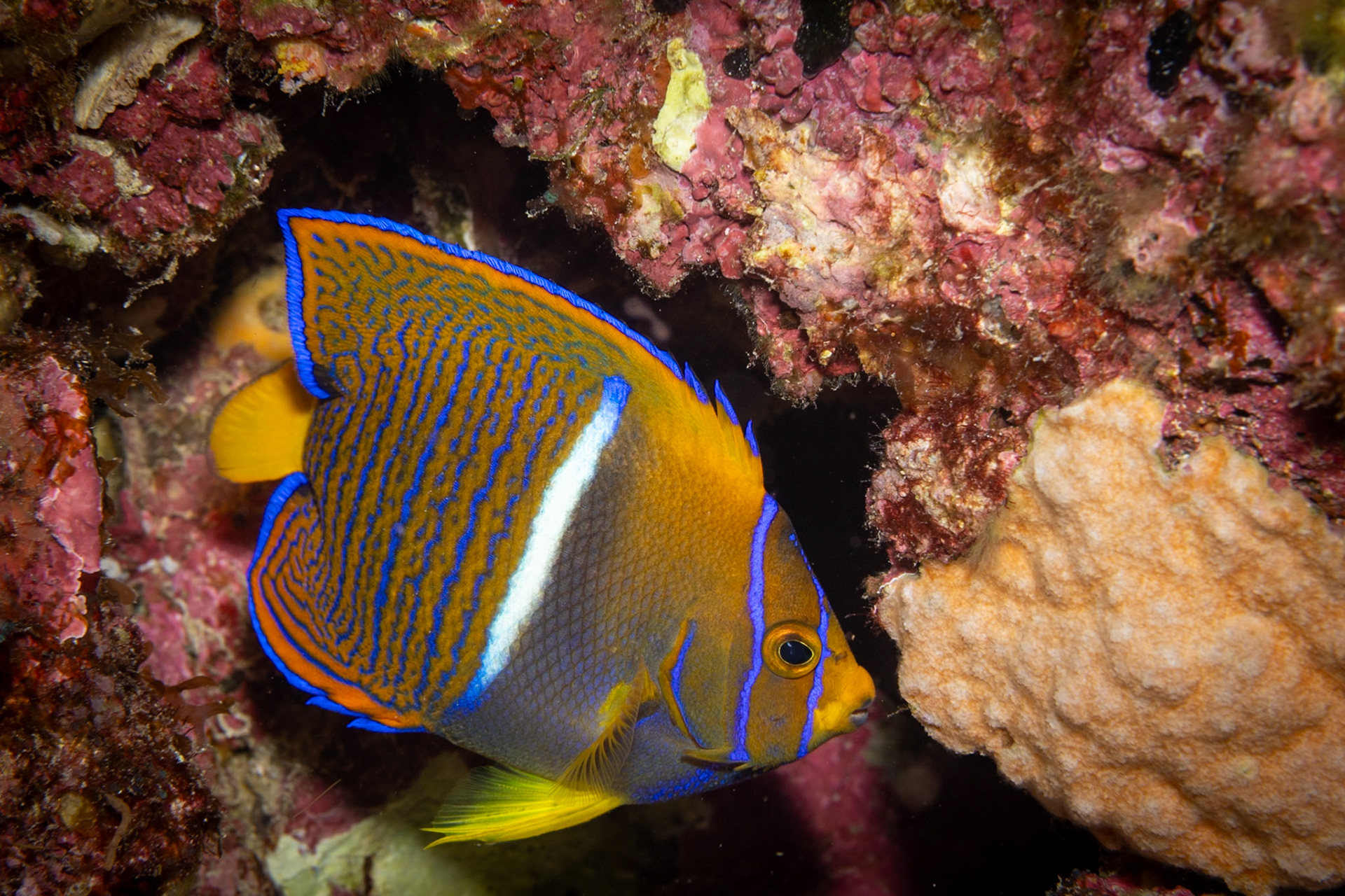 a juvenile King Angelfish. When grown will have a mostly blue body.