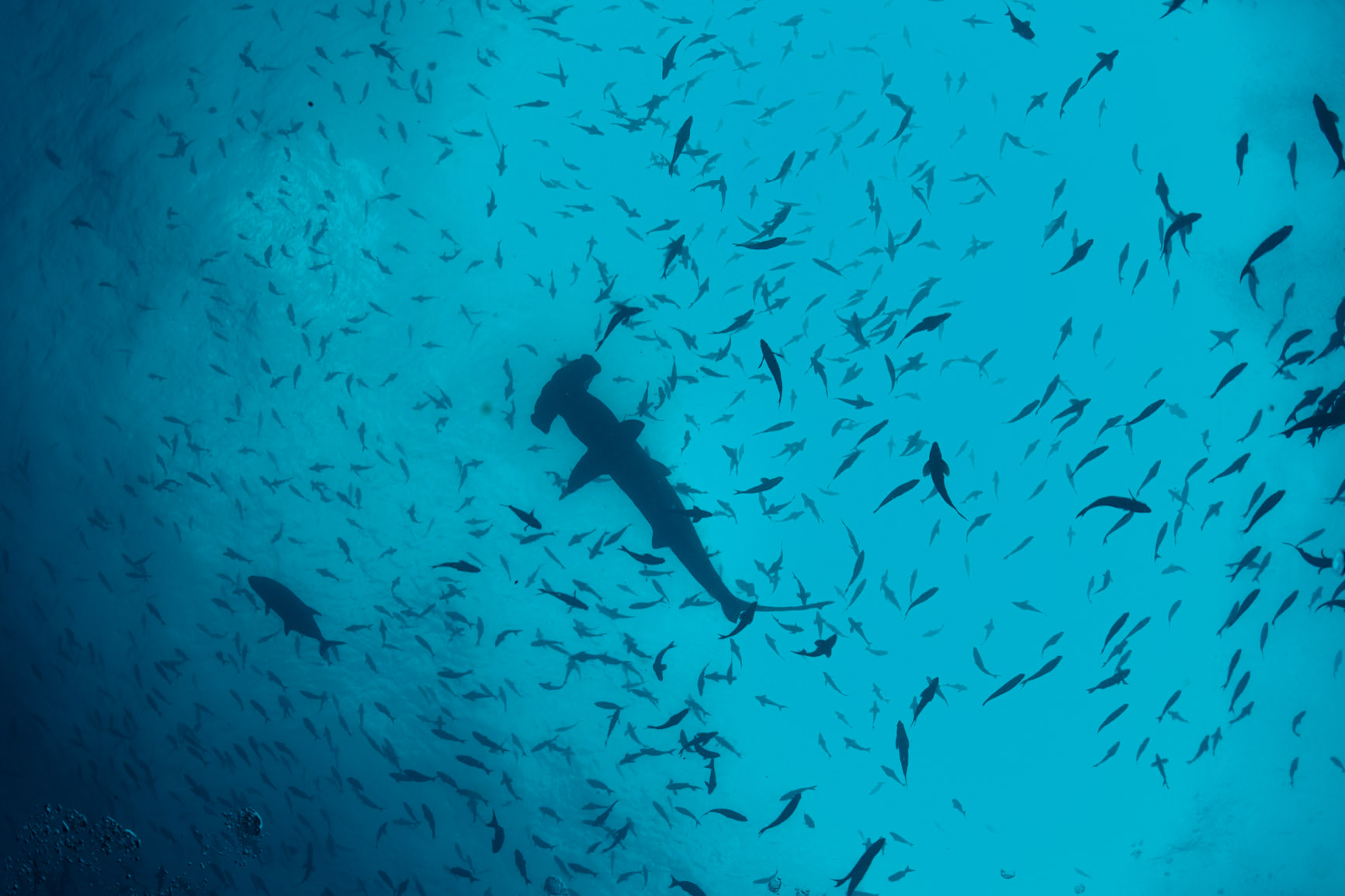 Hammerhead Silhouette