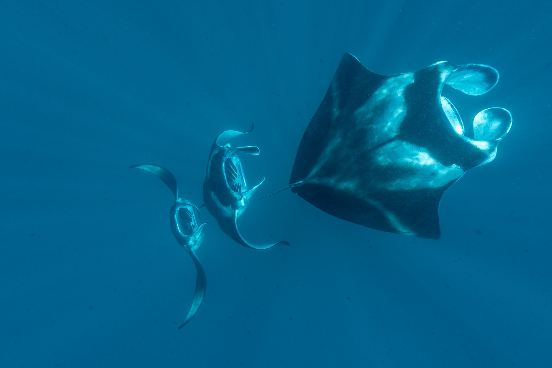 Reef mantas swimming in formation. Maldives, April 2021