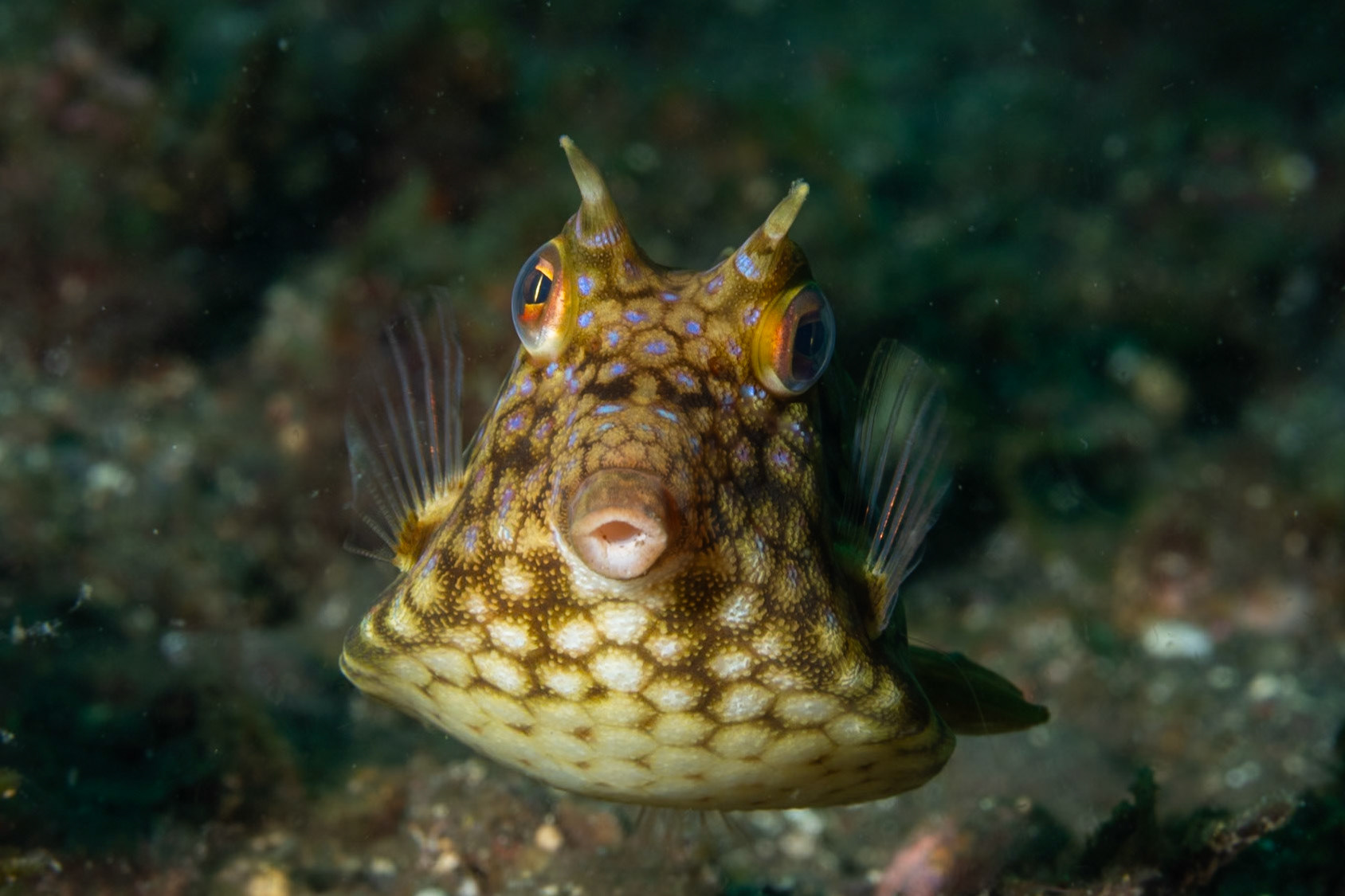 A tight portrait of a Thornback Cowfish with sidelighting to show her skin texture.