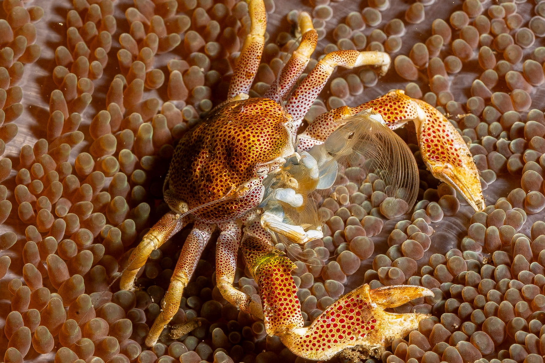 This Spotted Porcelian Crab has it fan tantacles out for feeding.