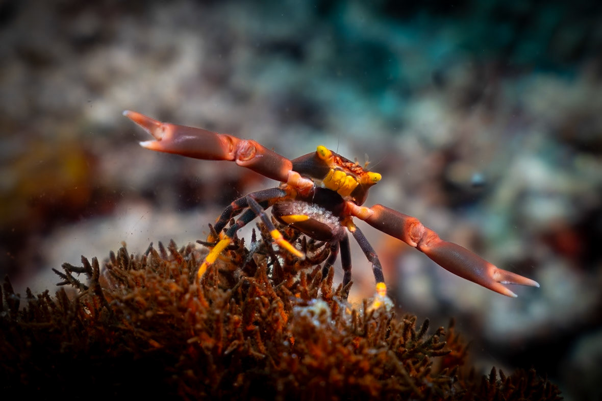 This Black Coral Crab has a pouch of eggs under her chest apron.