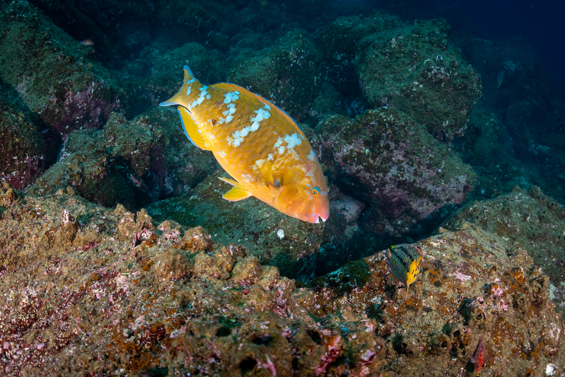 I like fish portraits.