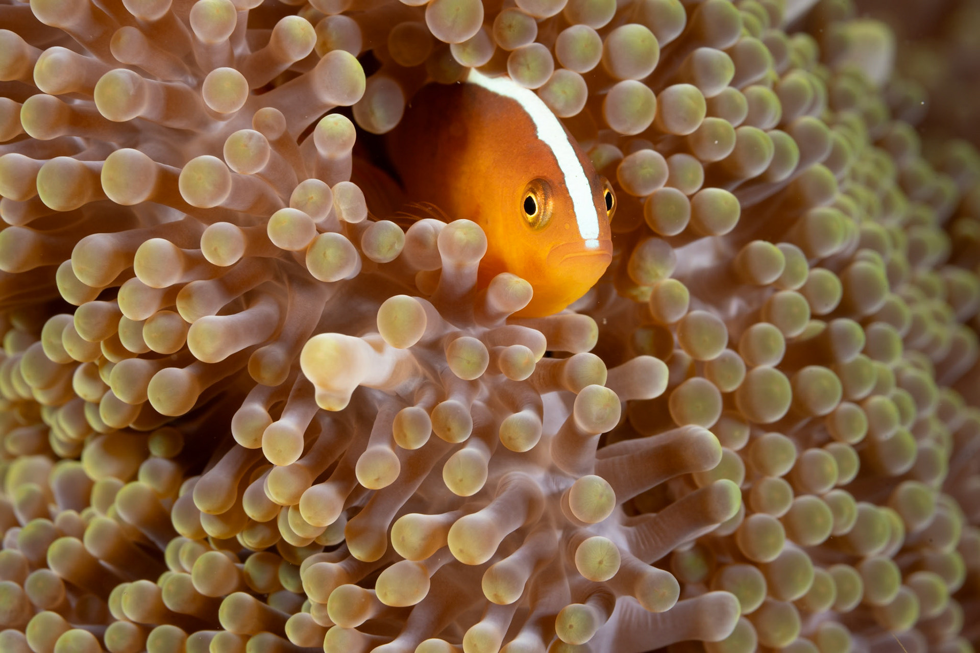 A lovely portrait of an Orange Anemonefish peering out from her host Anemone. The Orange Anemonefish is distinguished by white stripe extending to upper lip.