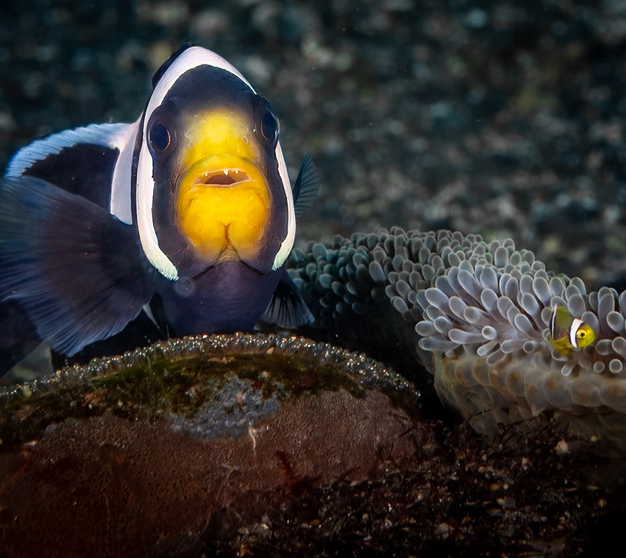 Clark's Anemonefish guarding eggs, the sparkly patch below fish, plus a tiny juvenille to the right!