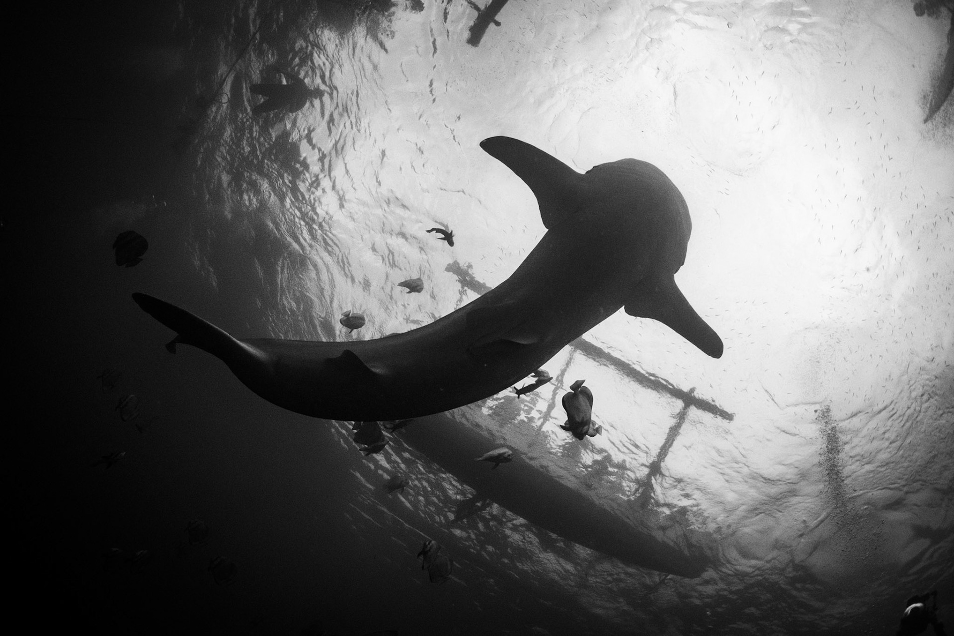 Whale shark in Oslob, Philippines underneath boats. December 2019