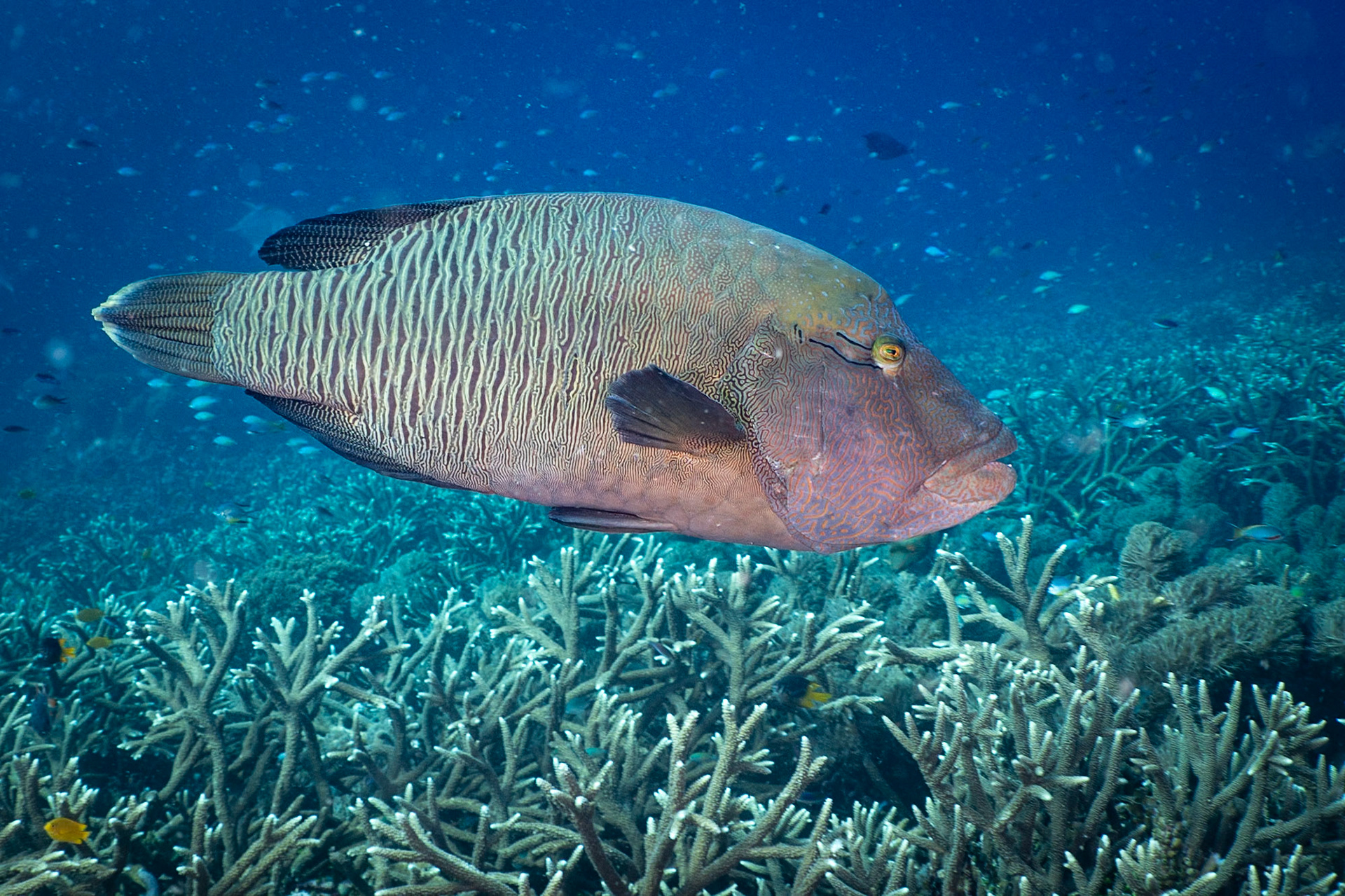 This is the initial phase of a Humphead Wrasee. See following picture for the mature and larger sister. This one is about 2' in length.