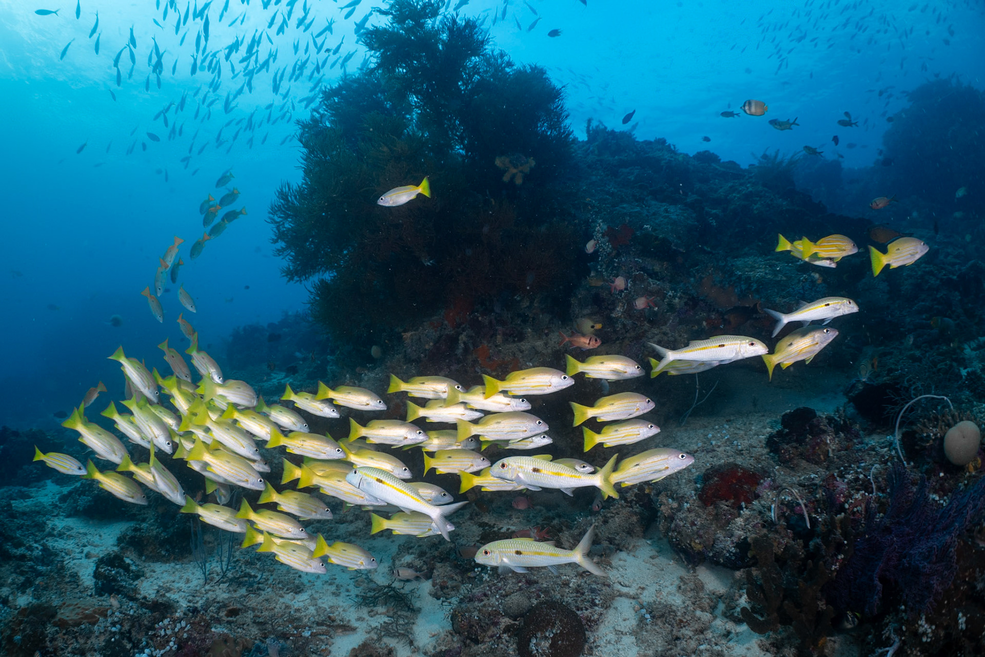 A swirl of Yellowstripe Goatfish going one way and Longspot Snappers going the opposite direction.